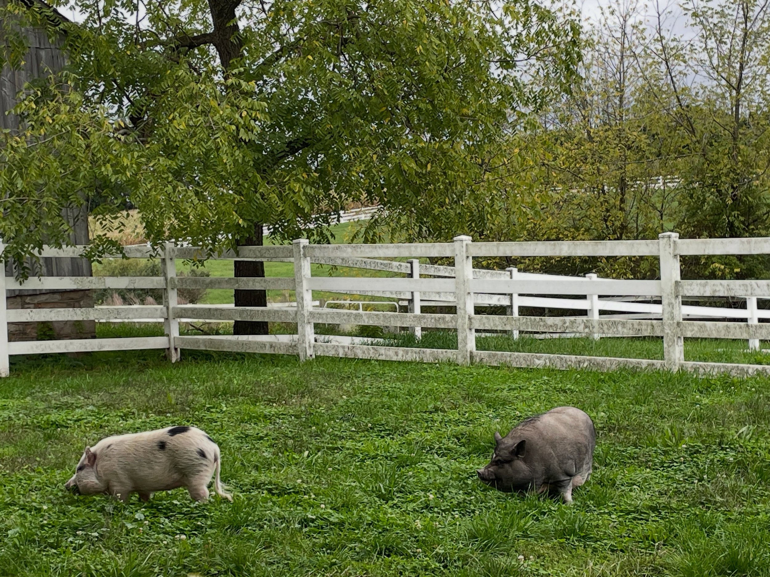 Meet our new friends Lola and Olive, two little rescue piggies we adopted from @laylas_rescue_ranch (and thanks also to @haulinghopes for transporting them)  Lola, the little spotted one, was picked up by animal control and sprung from the pound by @