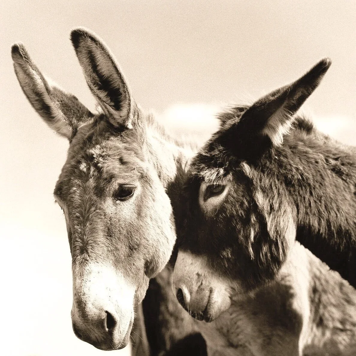 Gracie and  Murphy Brown at Becky's Hope Horse Rescue