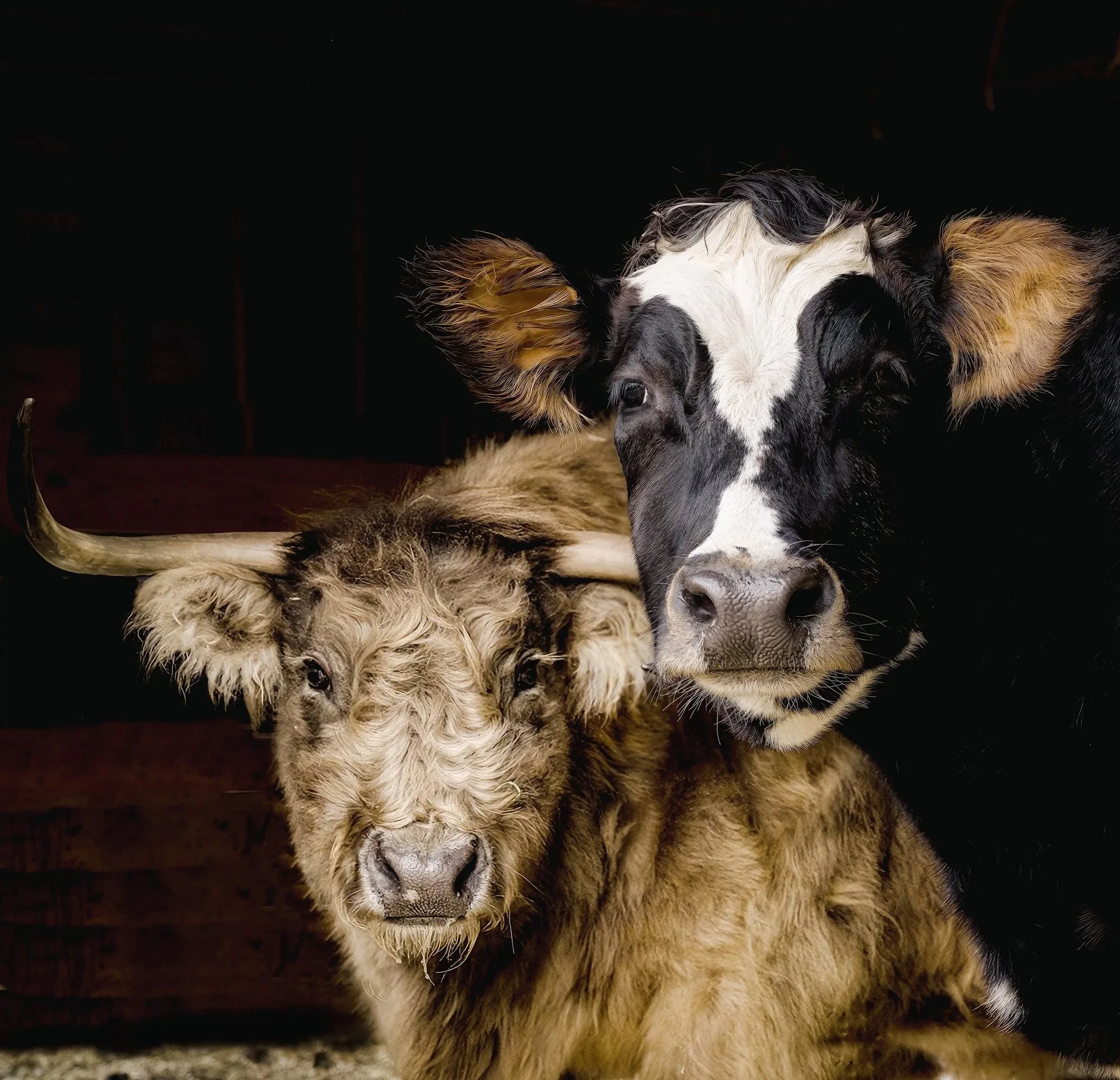 Belle and Copper at JP Sanctuary