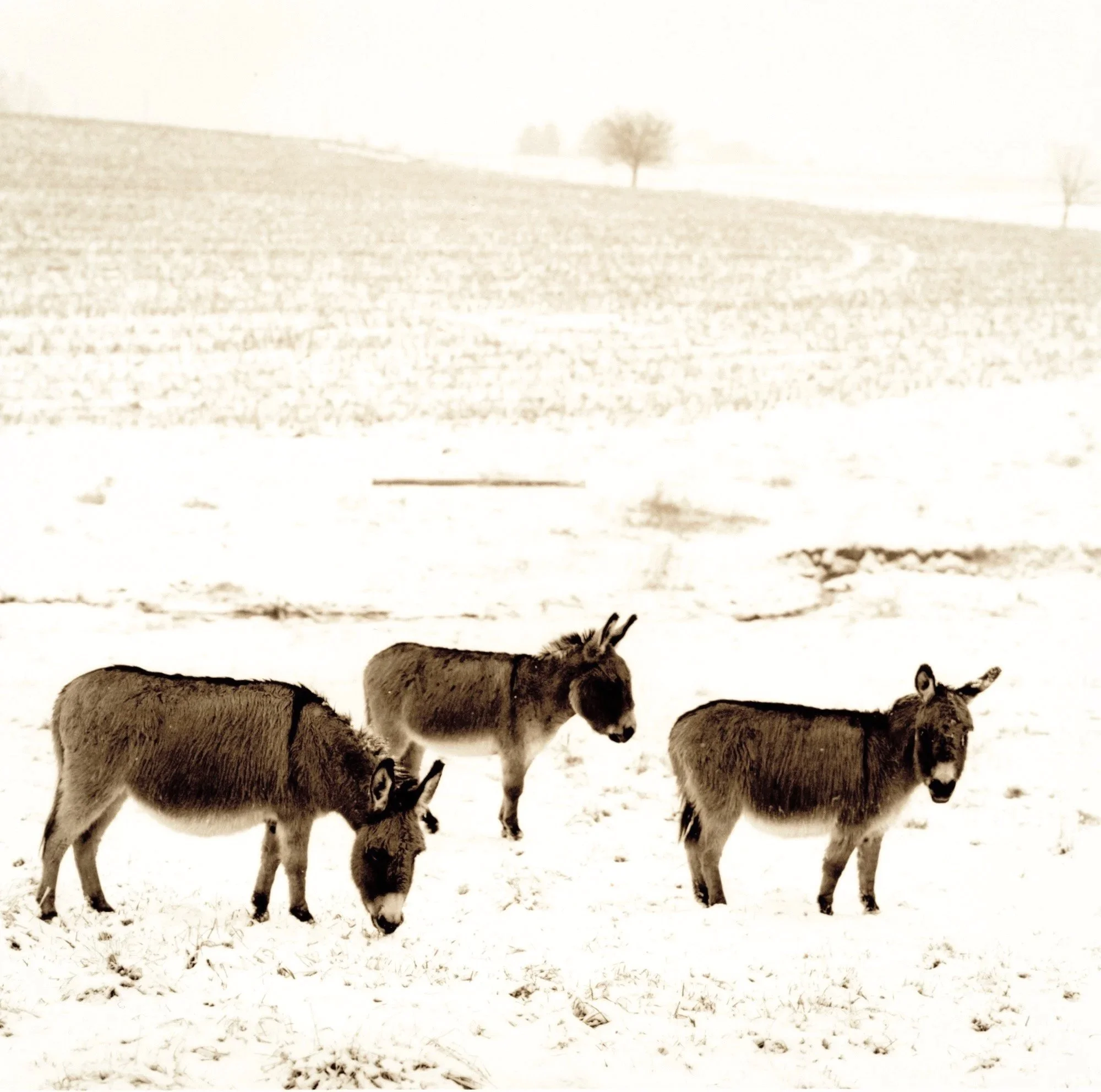 Three Donkeys 1