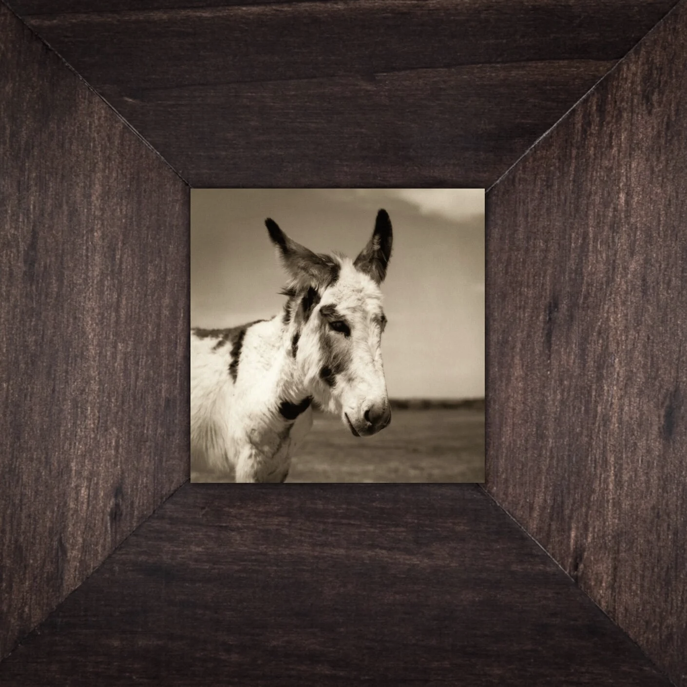 Tiny Worlds: Frisco Kid at Becky's Hope Horse Rescue