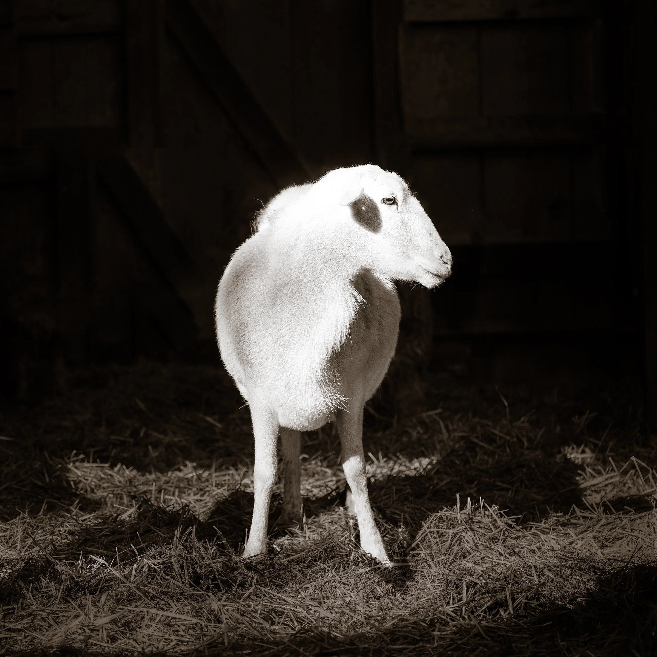 zappCamelia2.jpg