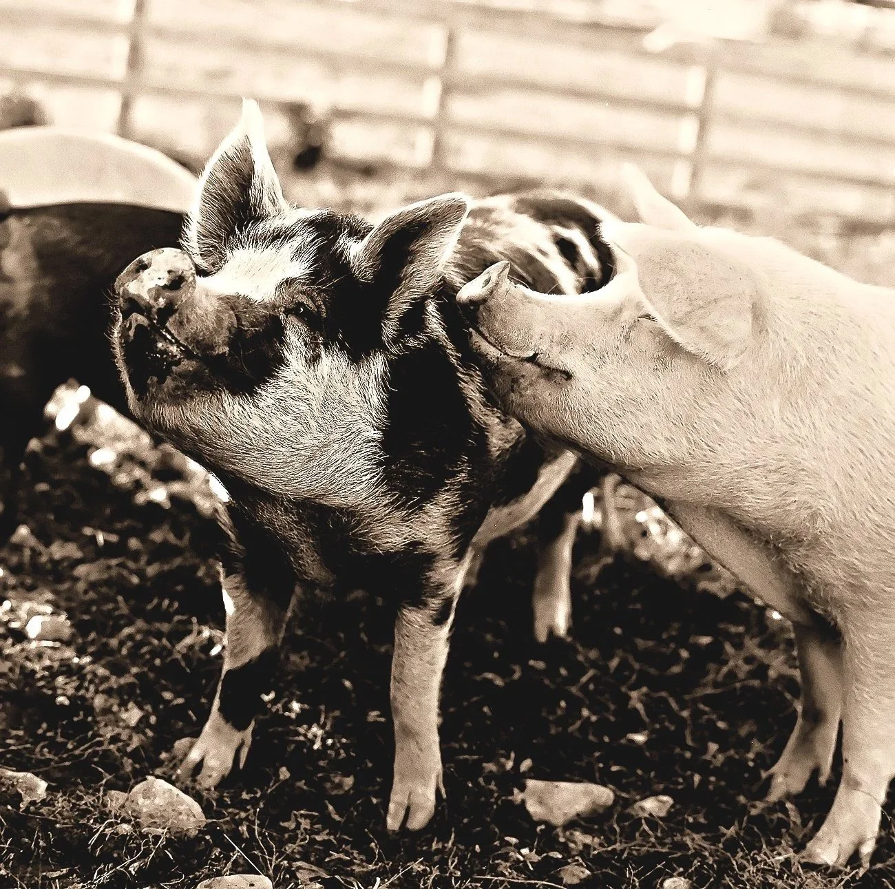 Farm Sanctuary: Fiona & Kim