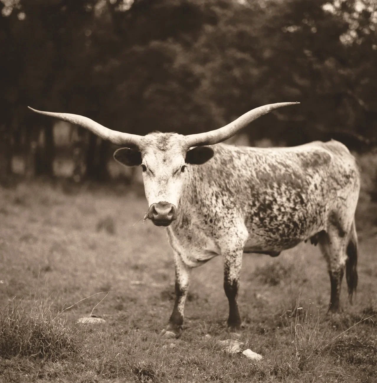 Texas Longhorn 1