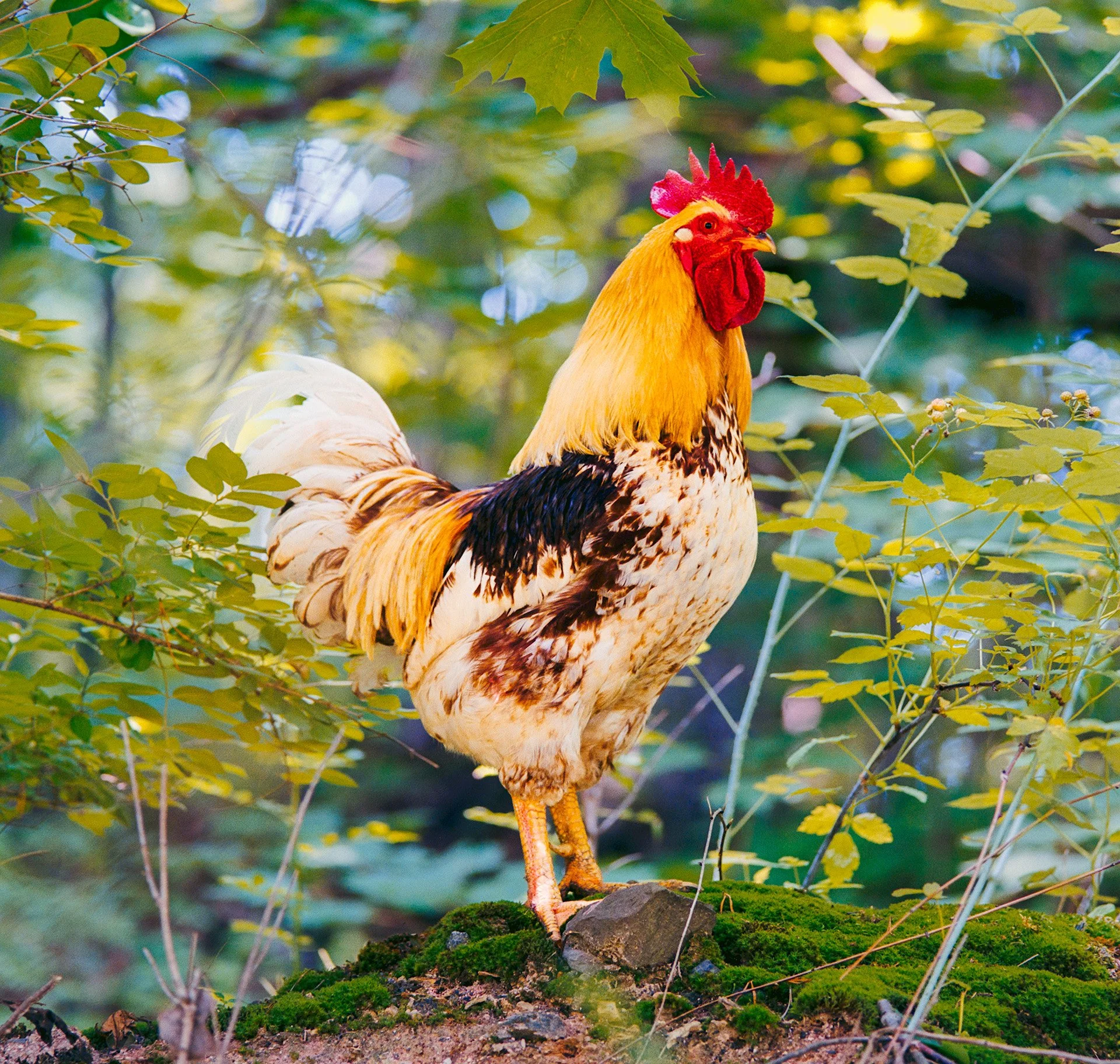 Sonny's Rooster