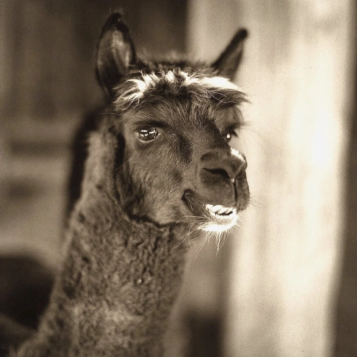 Chito the alpaca