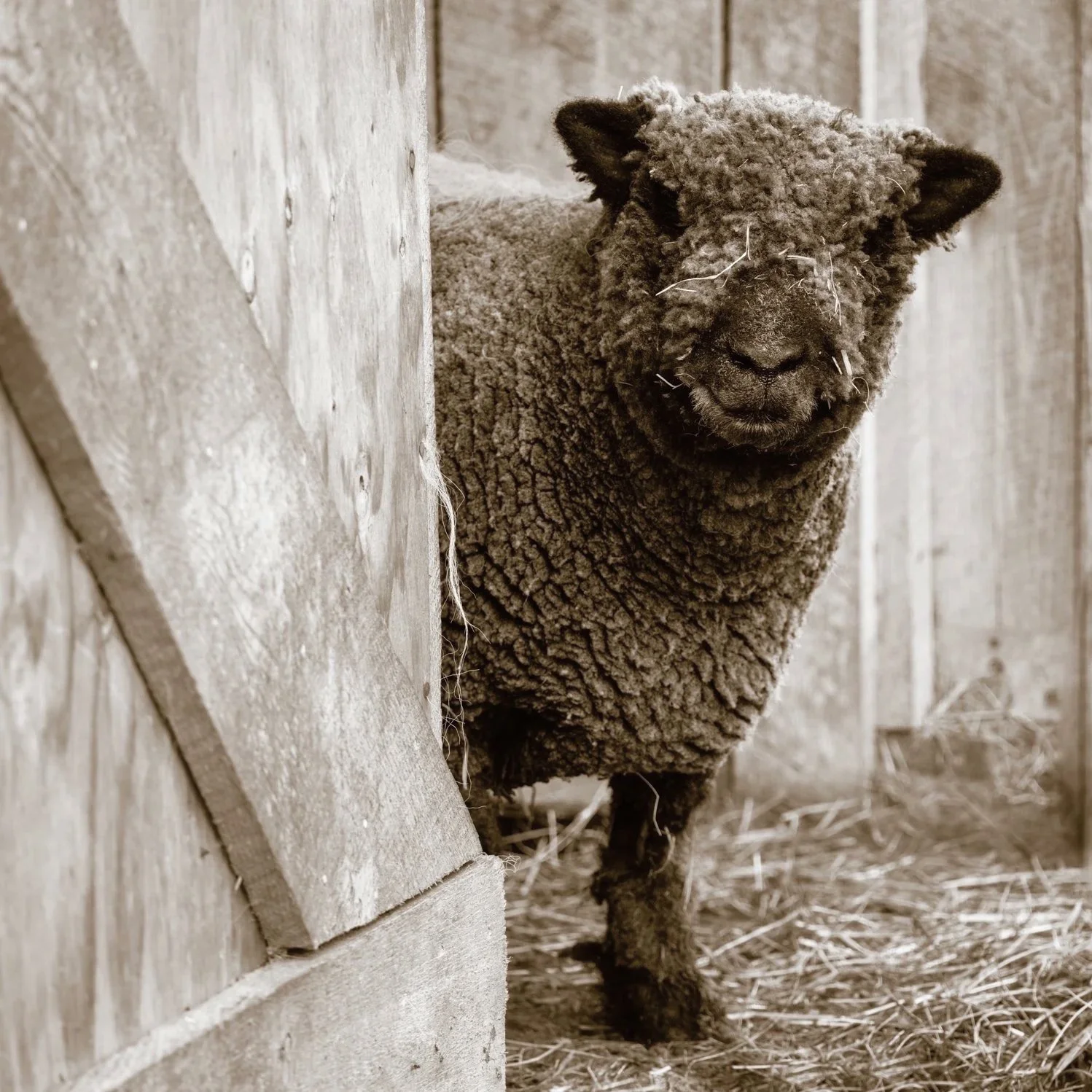 Justice the Sheep