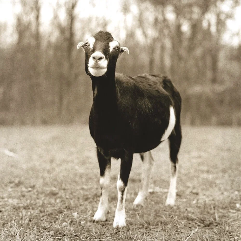 Lucy in the Field