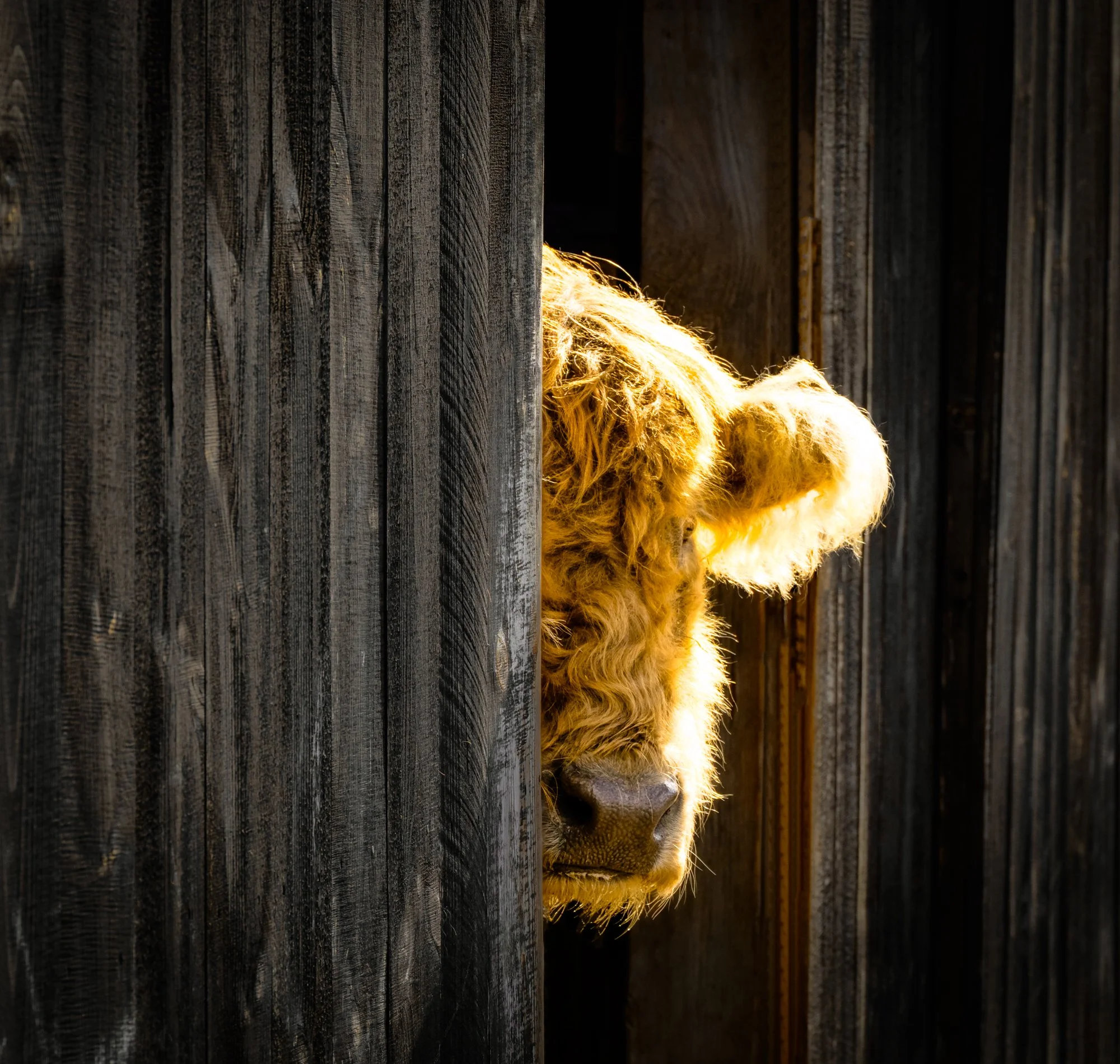 Ethan window MASTER SMALL.jpg