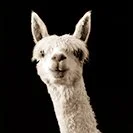 Shop from Sanctuary project