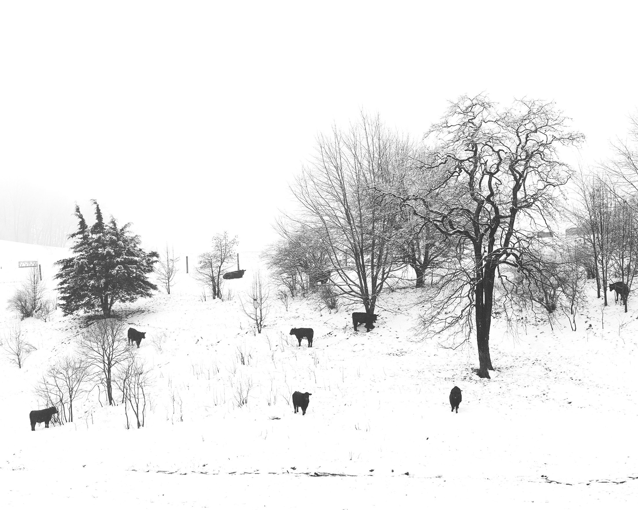 winter+cows.jpg