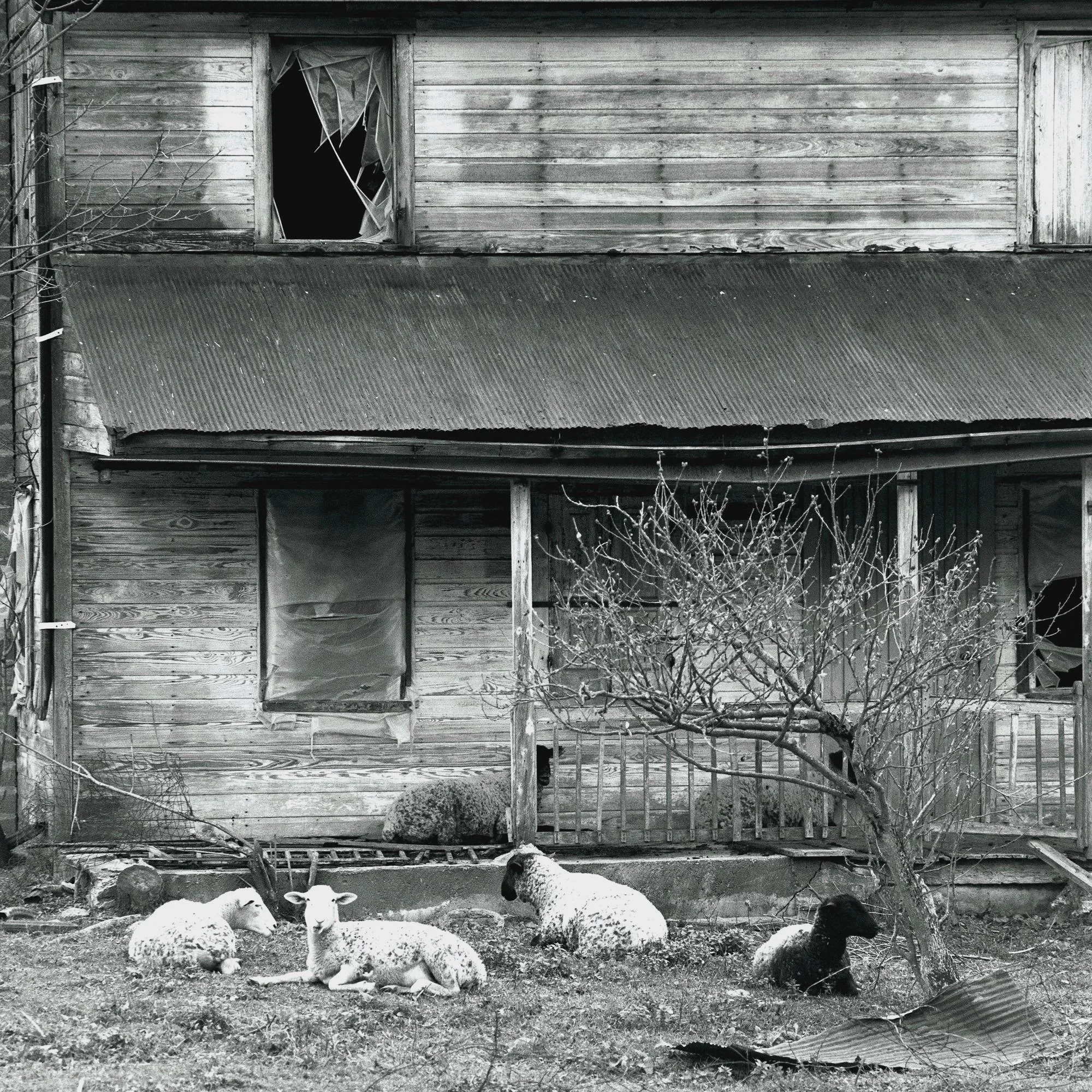 When the Sheep Moved In