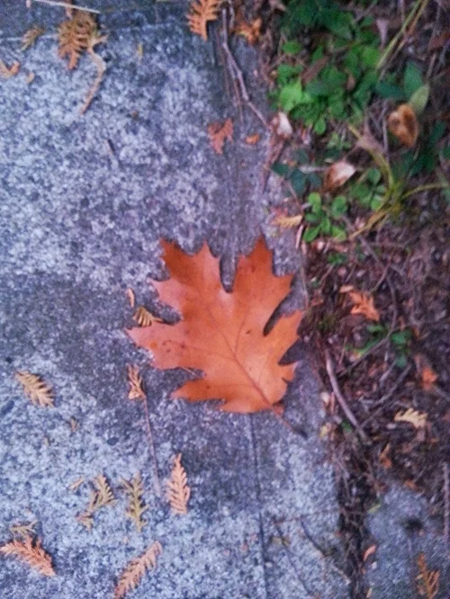 oak leaf.jpg