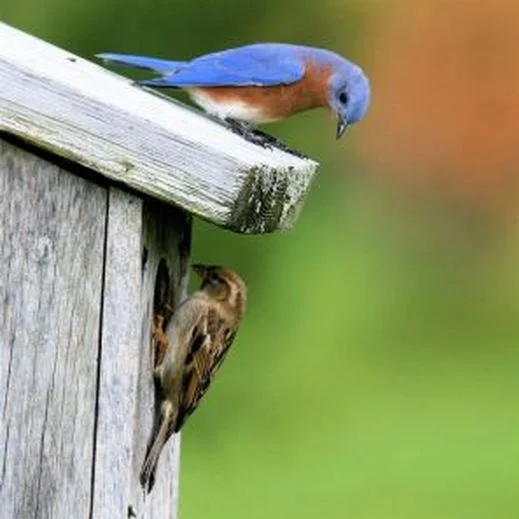 A House Sparrow taking over a Bluebird nest.
