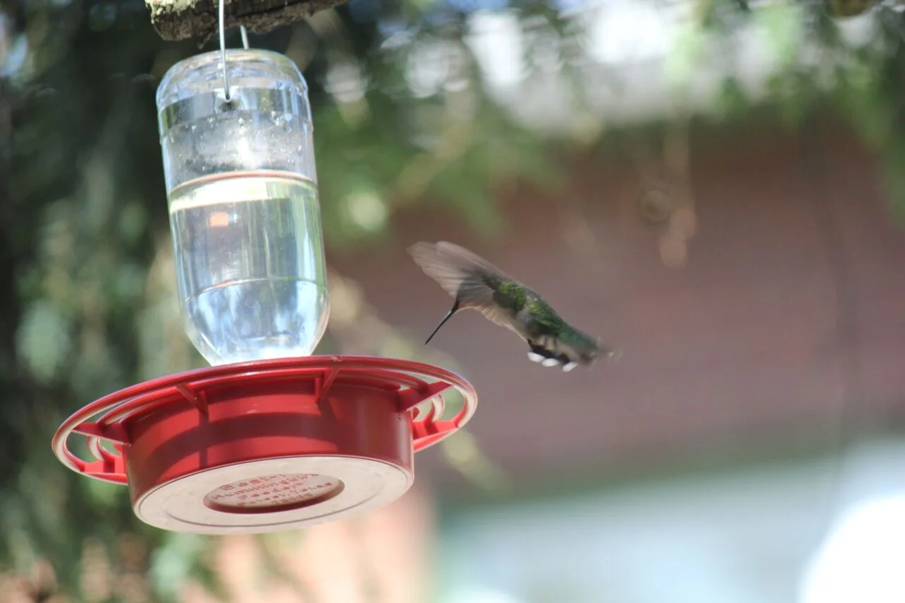 For the Birds: Nurturing a Hobby and a Hatred