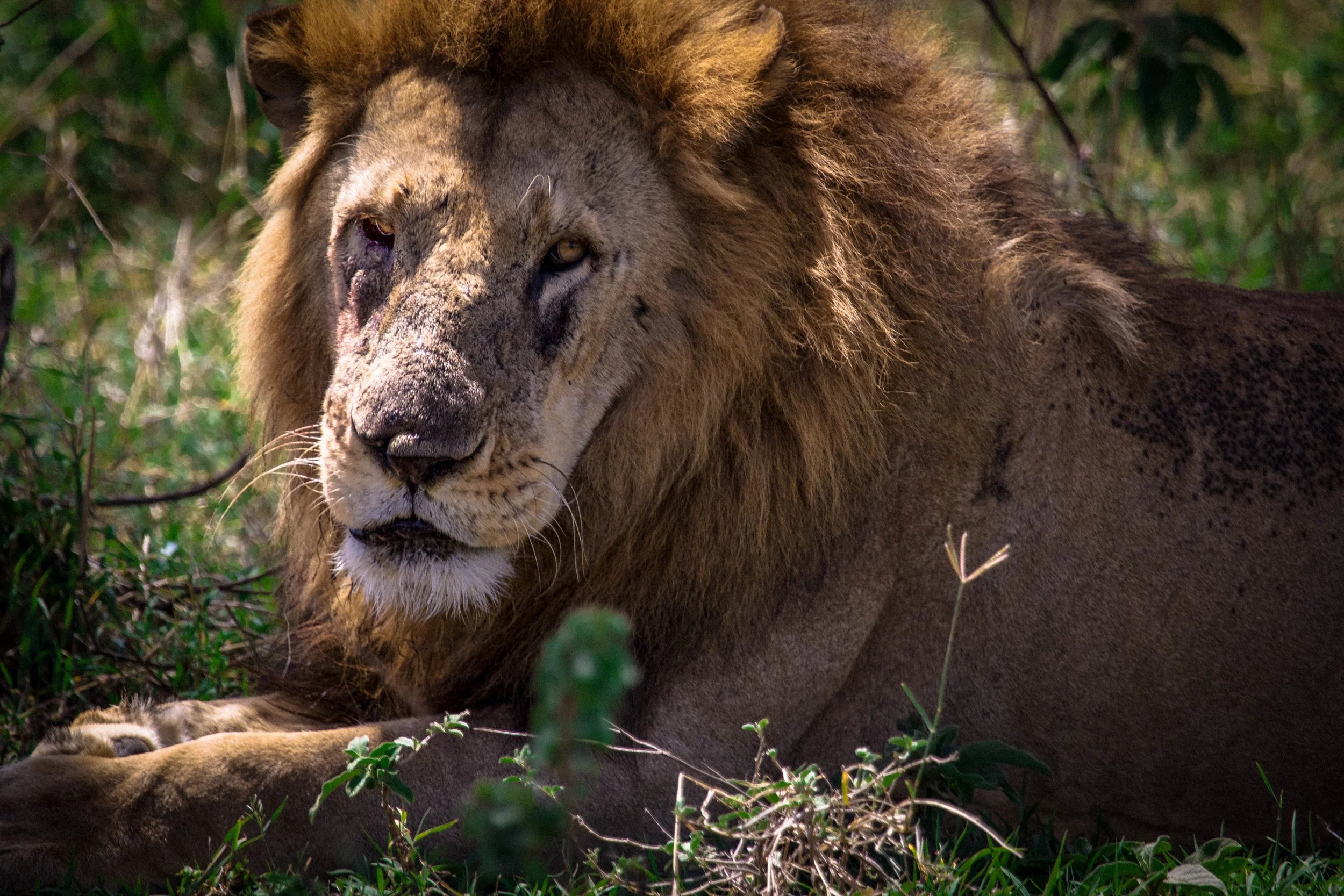 TSM - Africa - Lion.jpeg