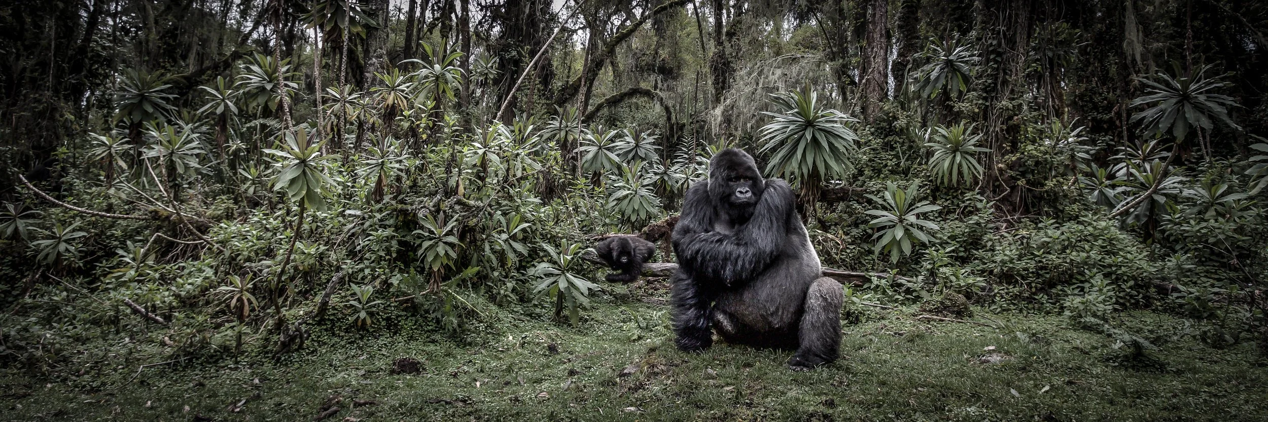 TSM -Africa - Gorilla.jpeg