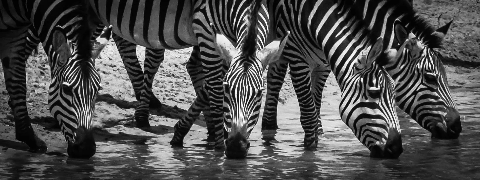 TSM-Africa-Zebra.jpeg