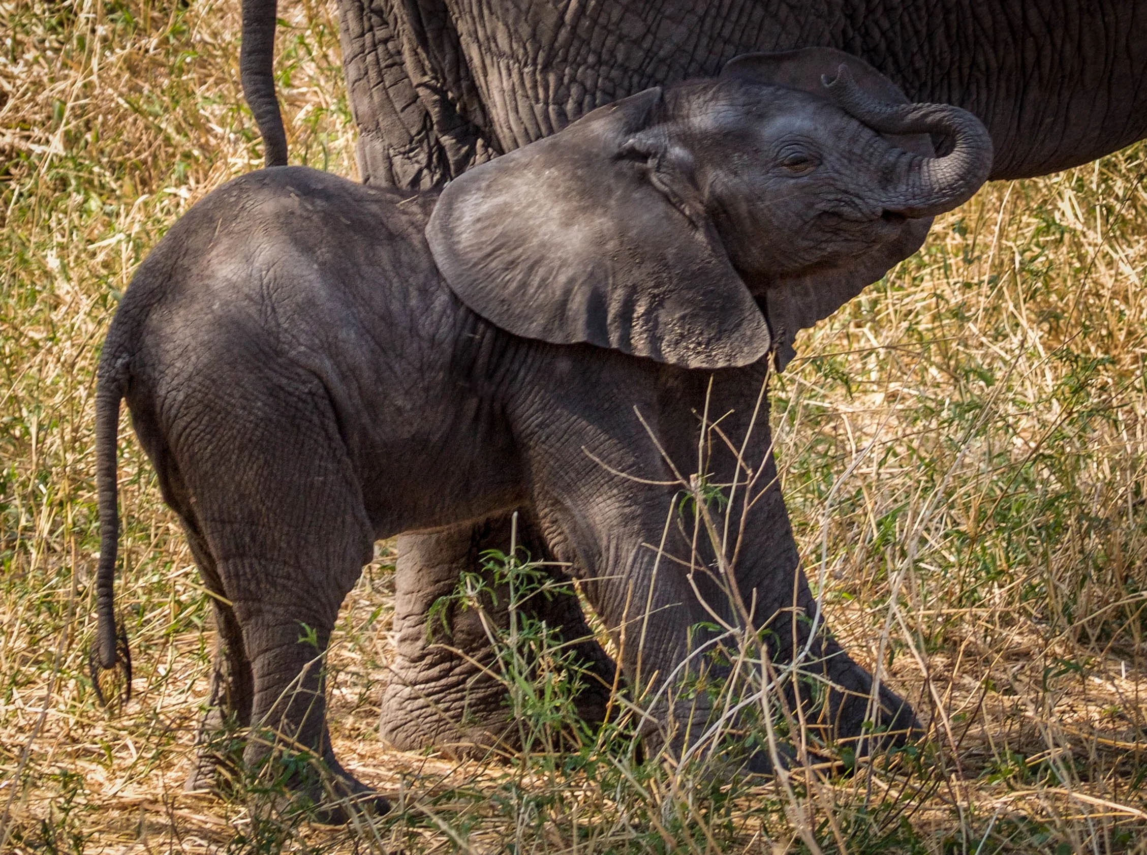 Baby Elephant.jpeg