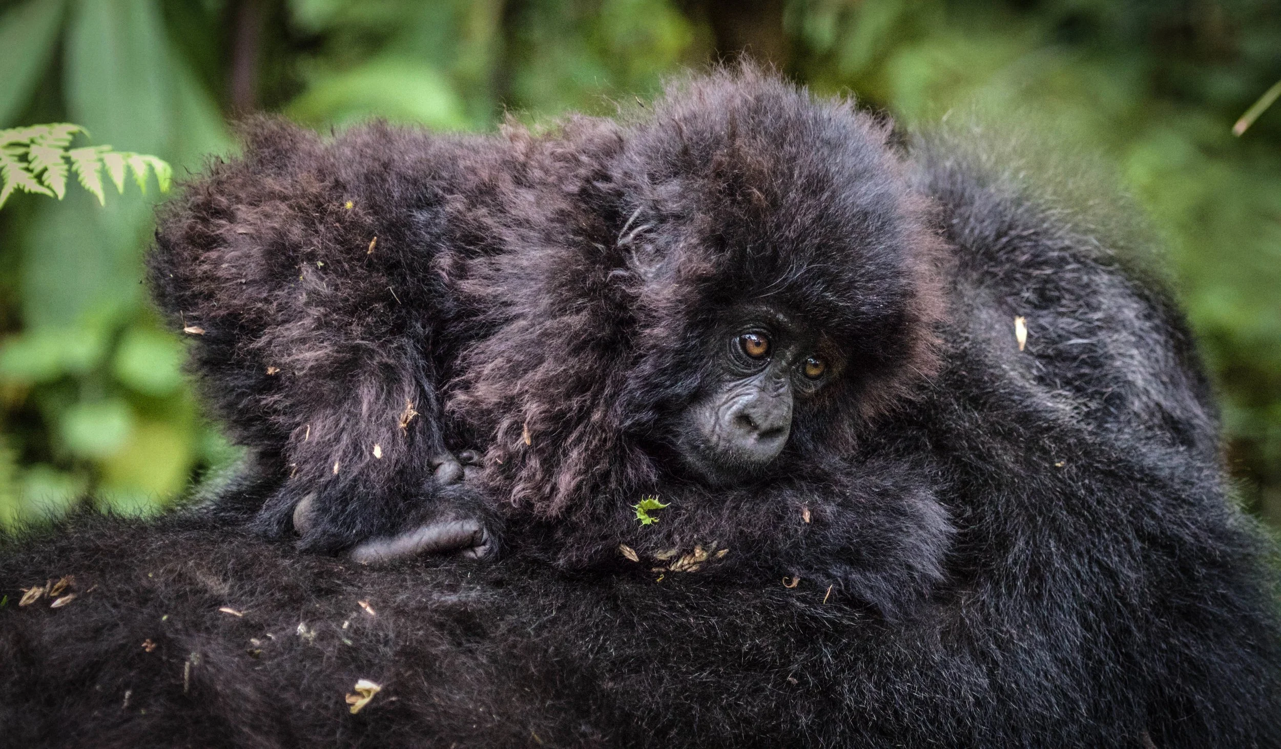 Baby Gorilla on back.jpeg