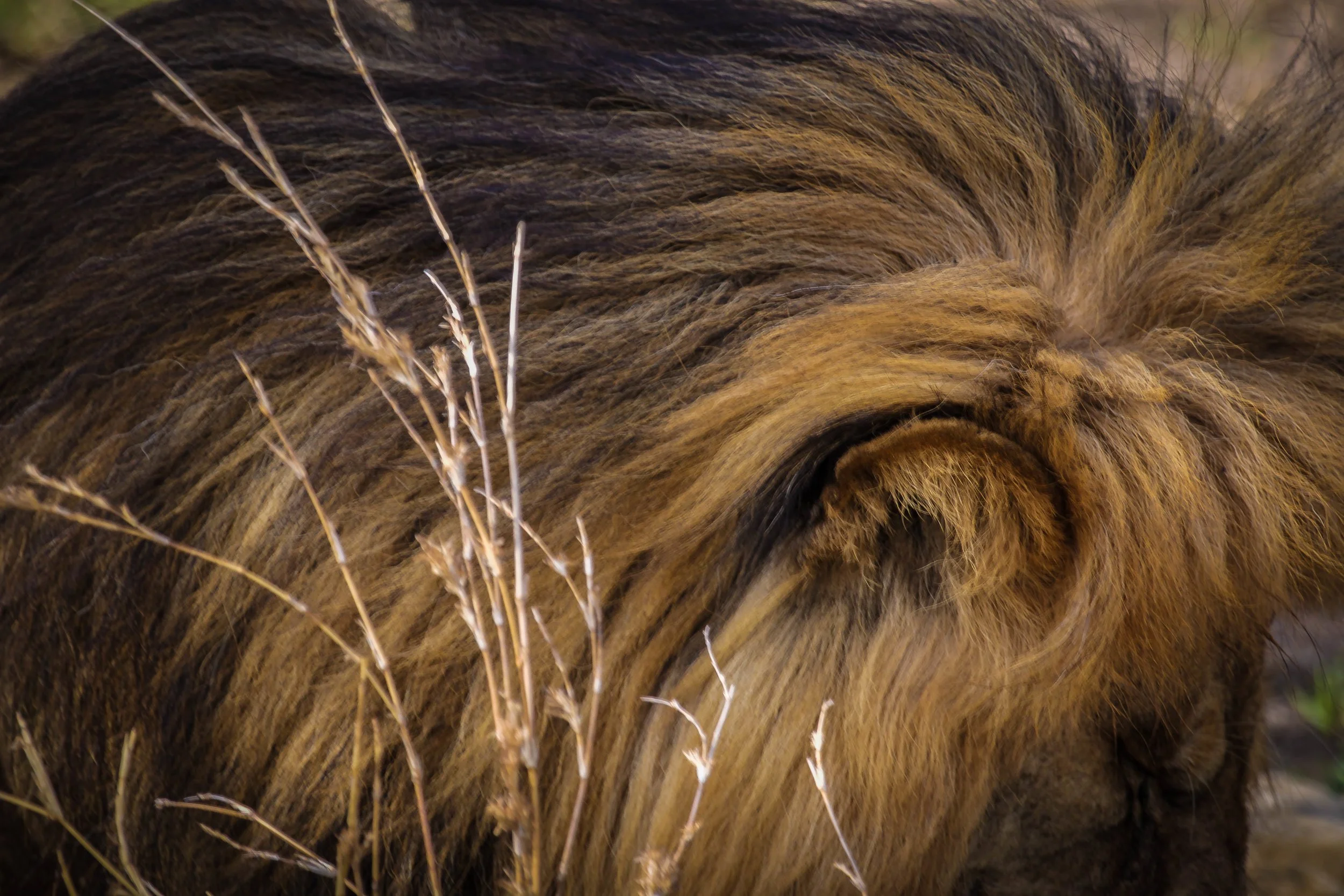 Lion Fur.jpeg