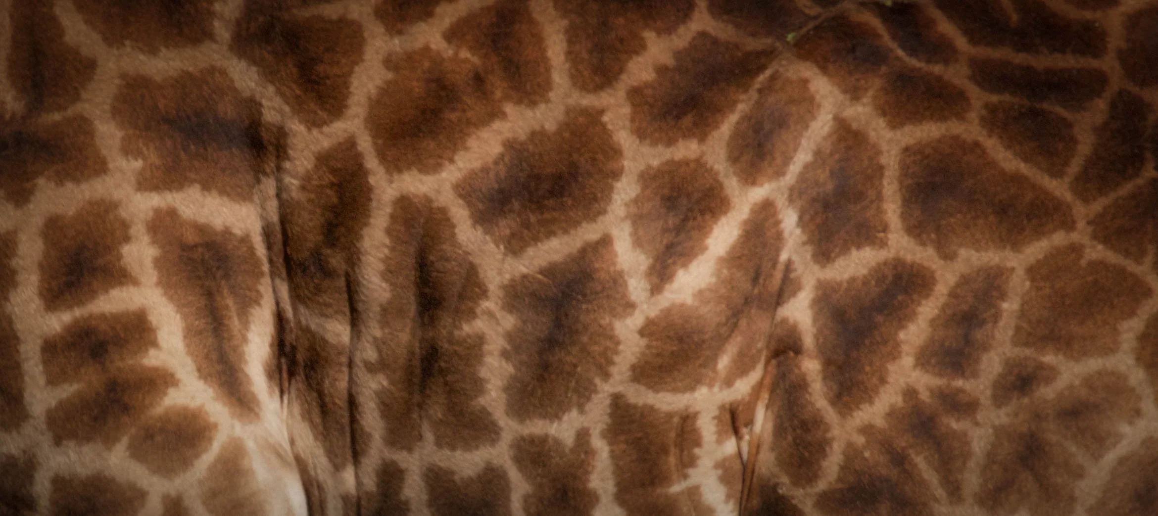 Giraffe Skin.jpeg