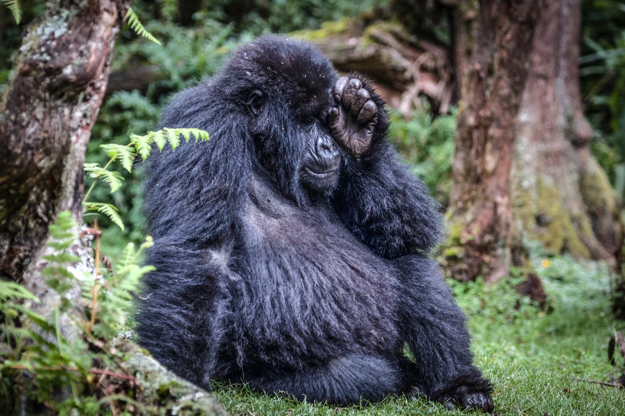 Gorilla sleepy.jpeg