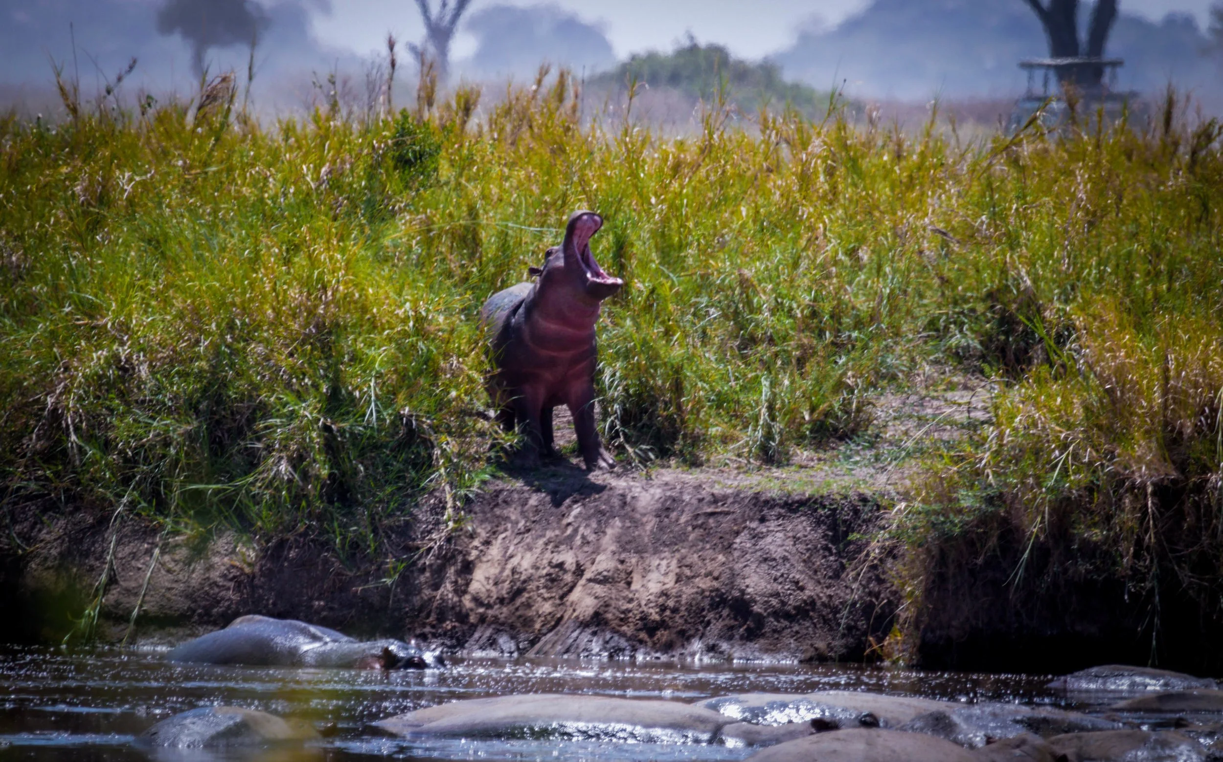 Hippo Roar.jpeg