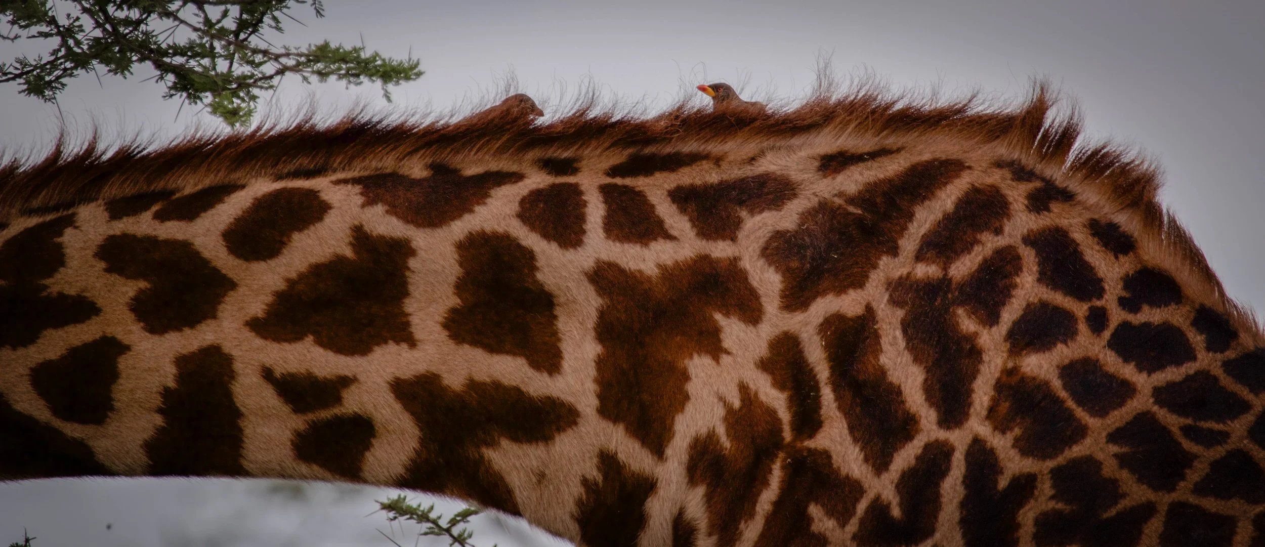 Giraffe birds.jpeg