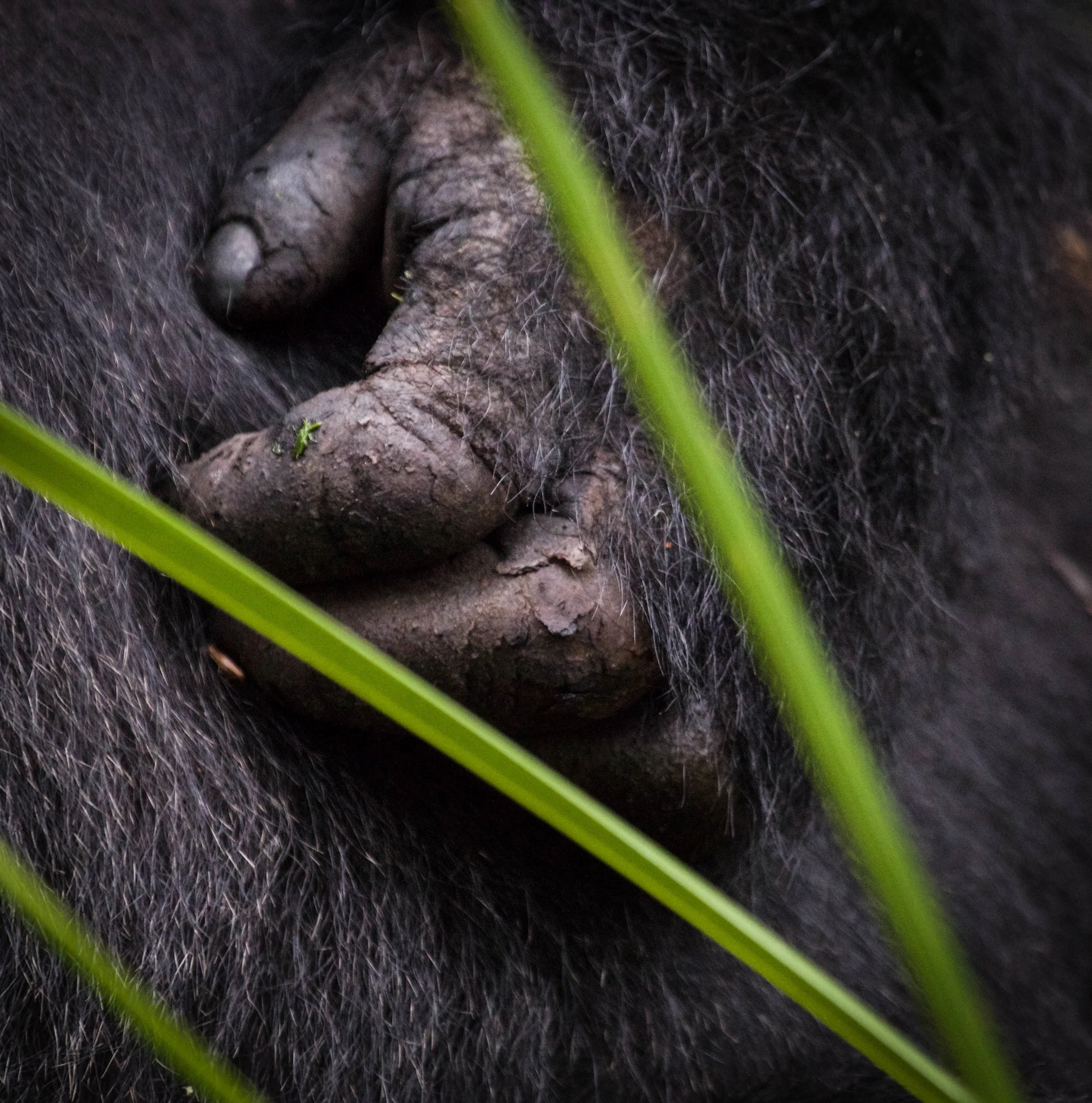 Gorilla Hand.jpeg