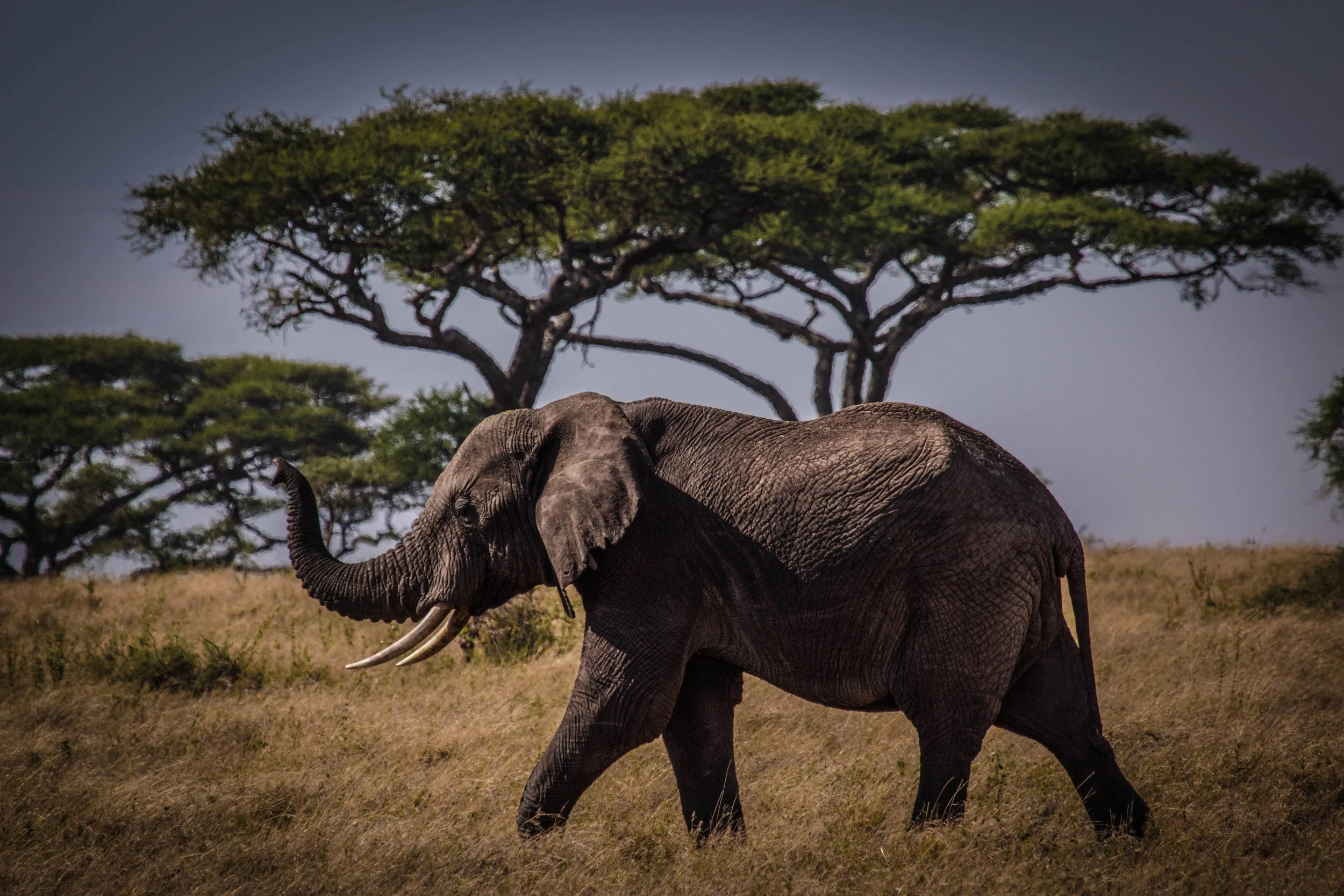 Elephant trunk up.jpeg