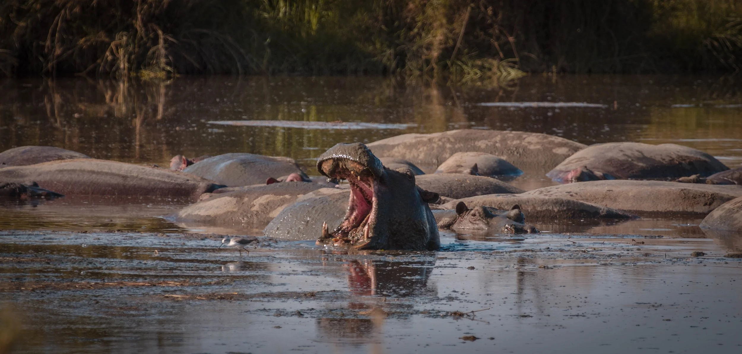 Hippo in water.jpeg