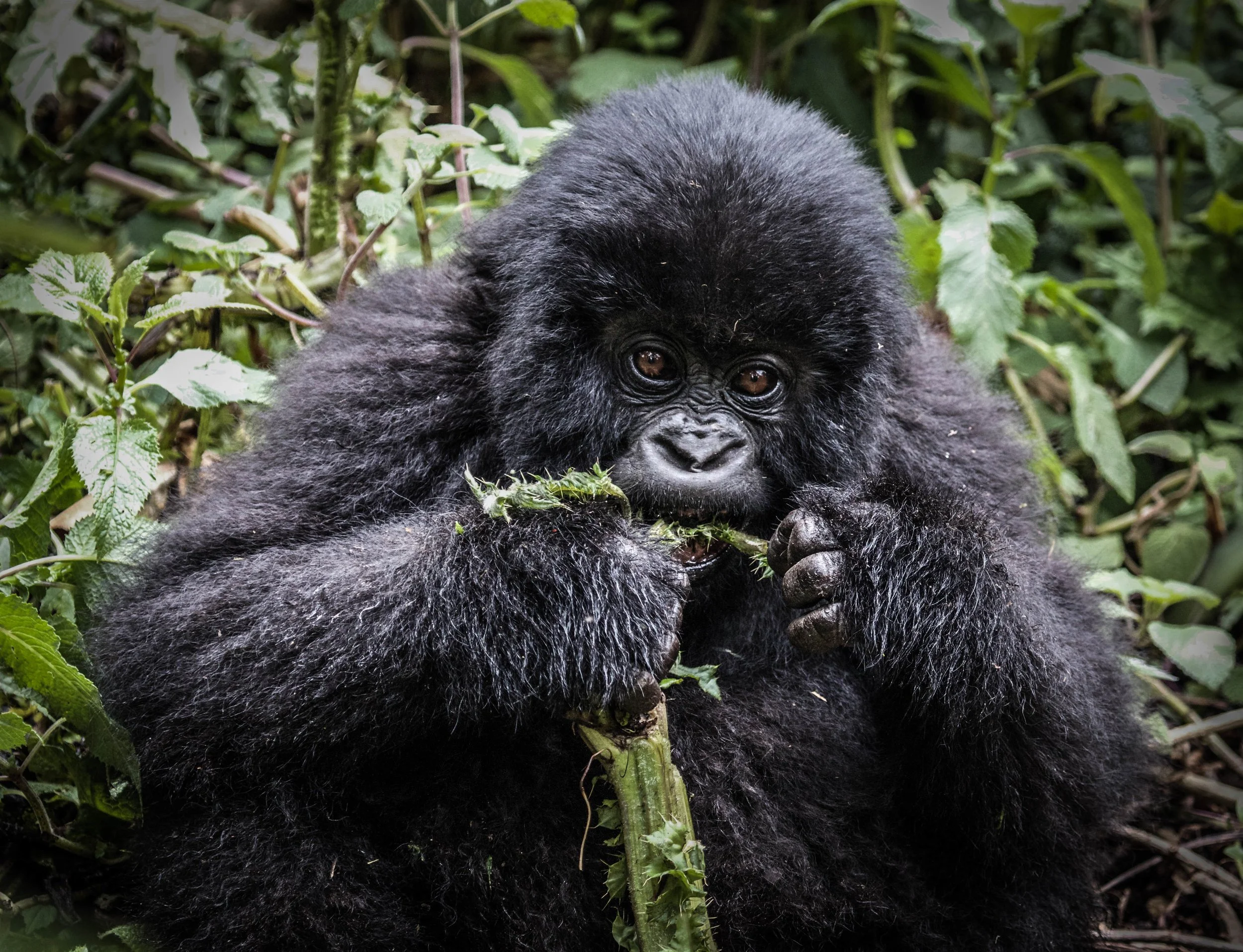 Gorilla Eatting.jpeg