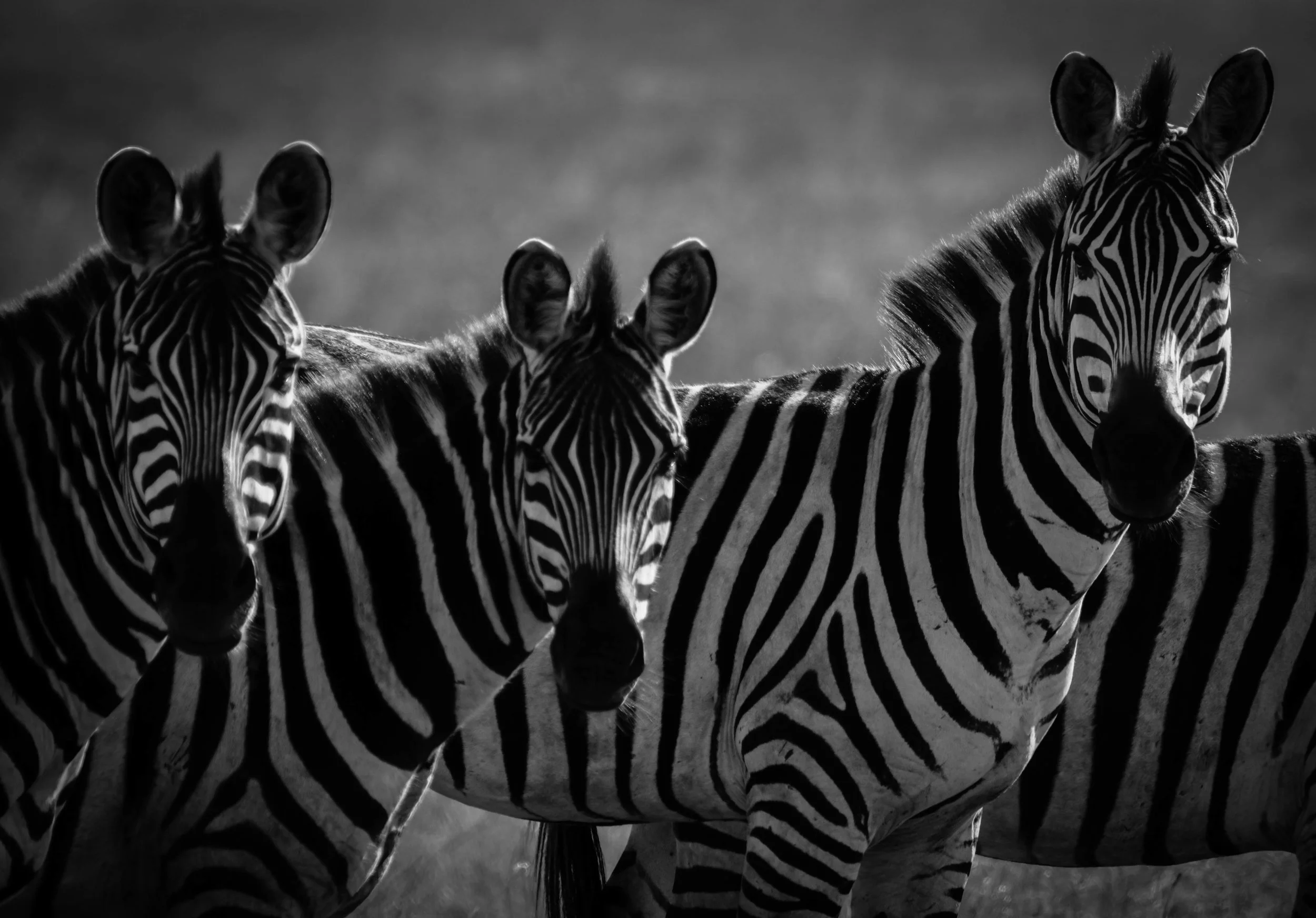 Zebra Black and White.jpeg