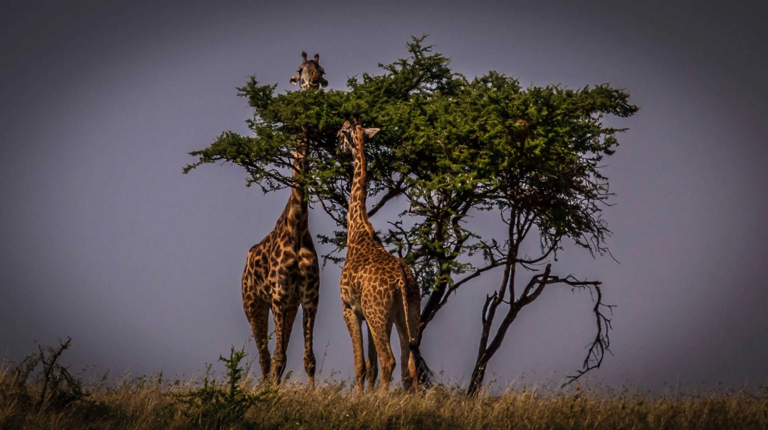 Giraffe above tree.jpeg