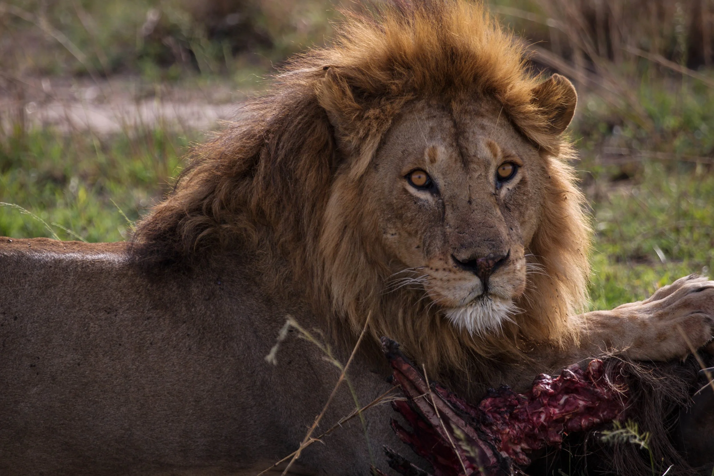 Lion Carcass.jpeg