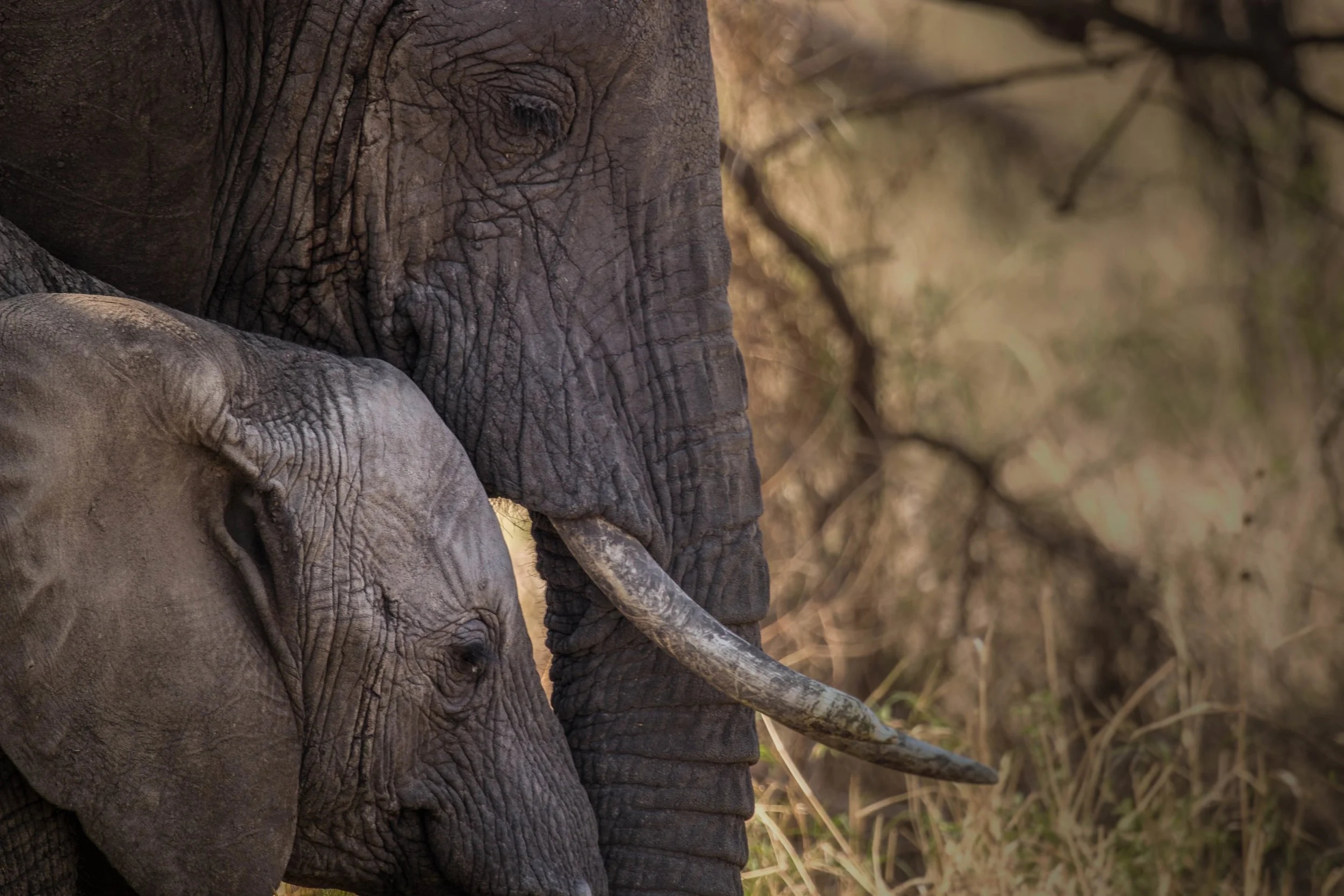 Elephant Mama and Baby.jpeg