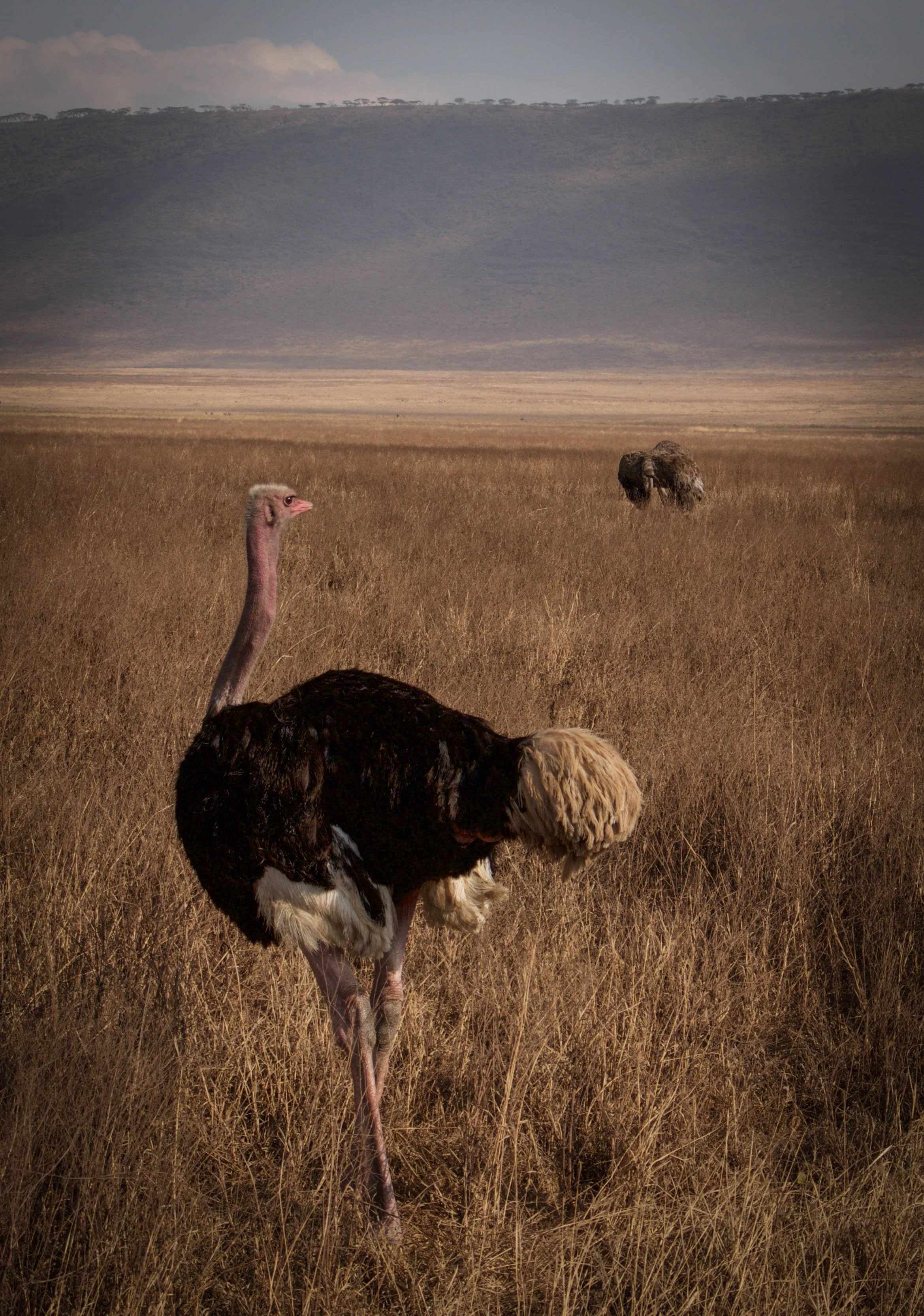 Ostritch.jpeg