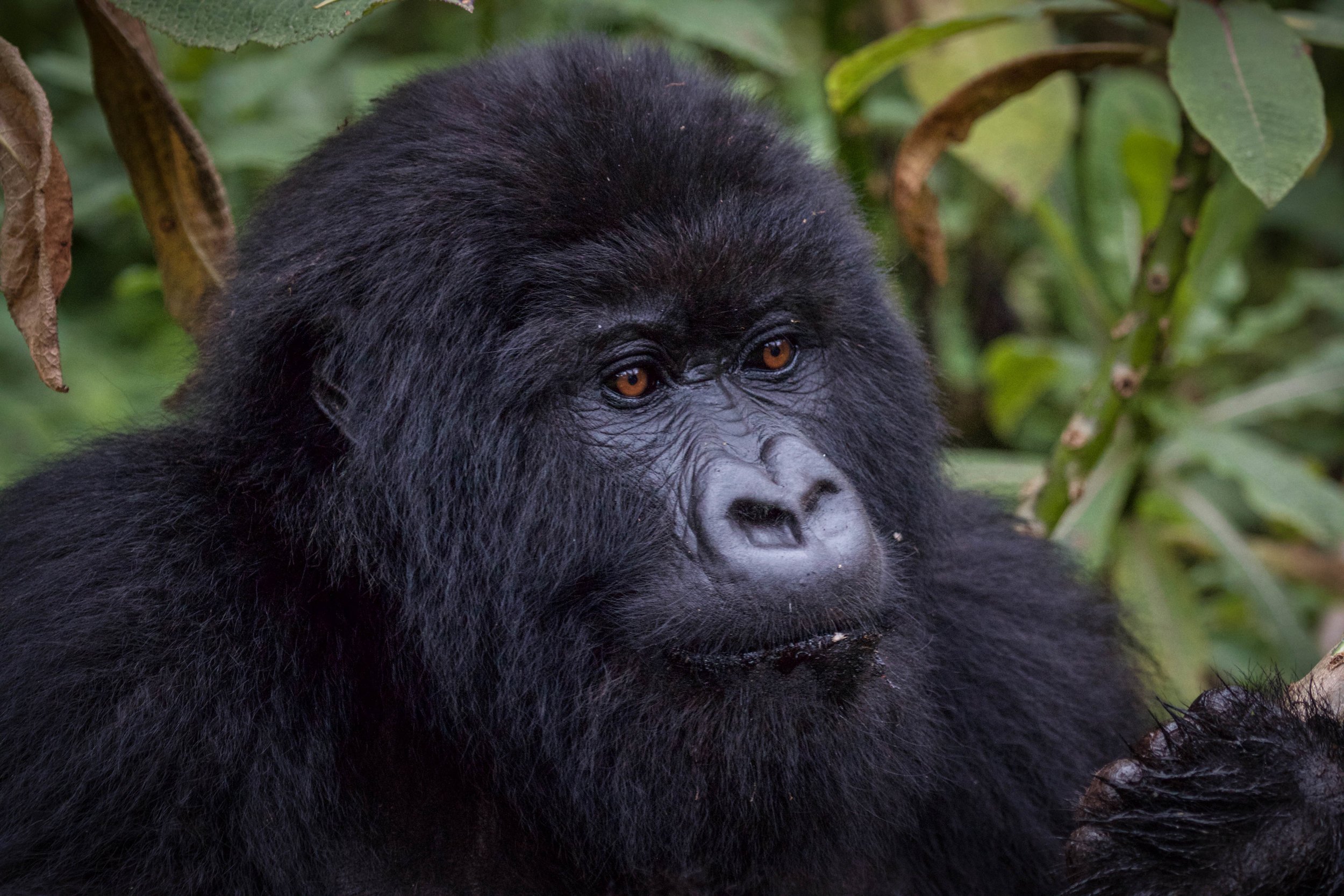 Gorilla eyes.jpeg