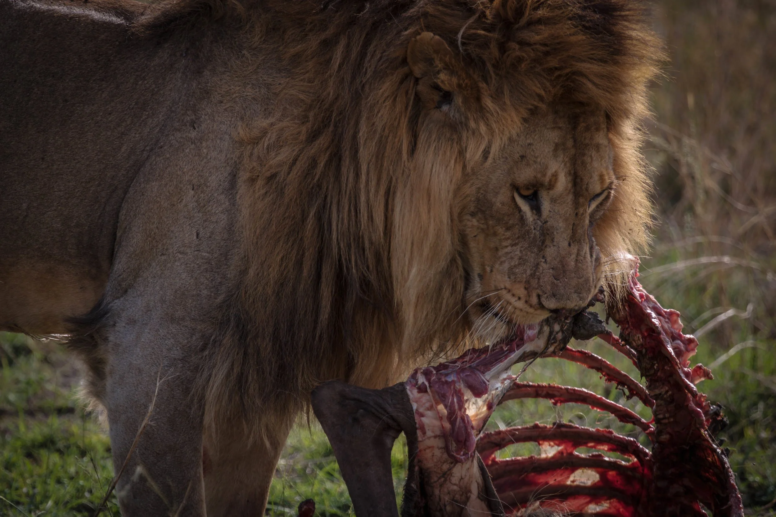 Lion Eatting.jpeg