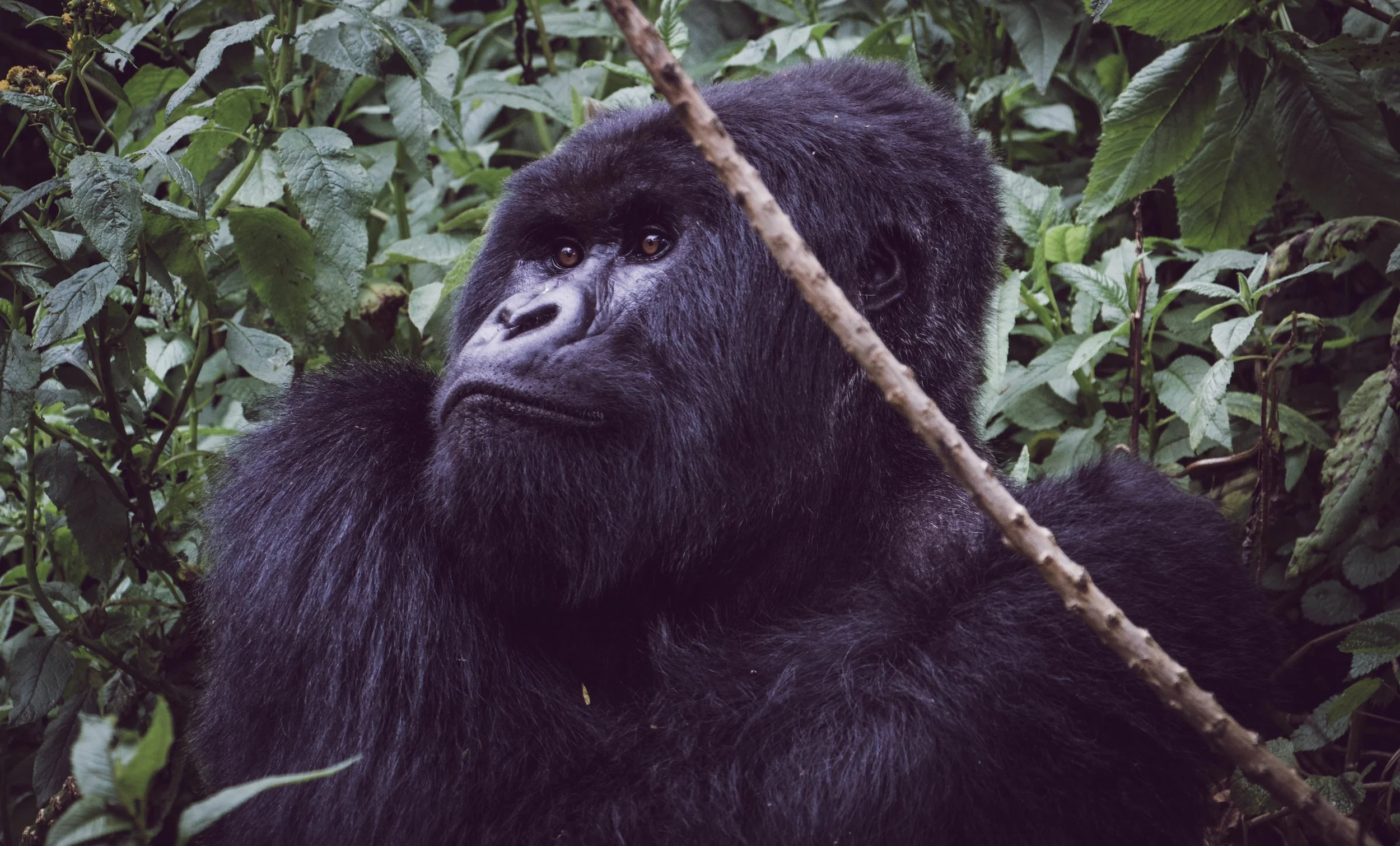 Gorilla stoic.jpeg