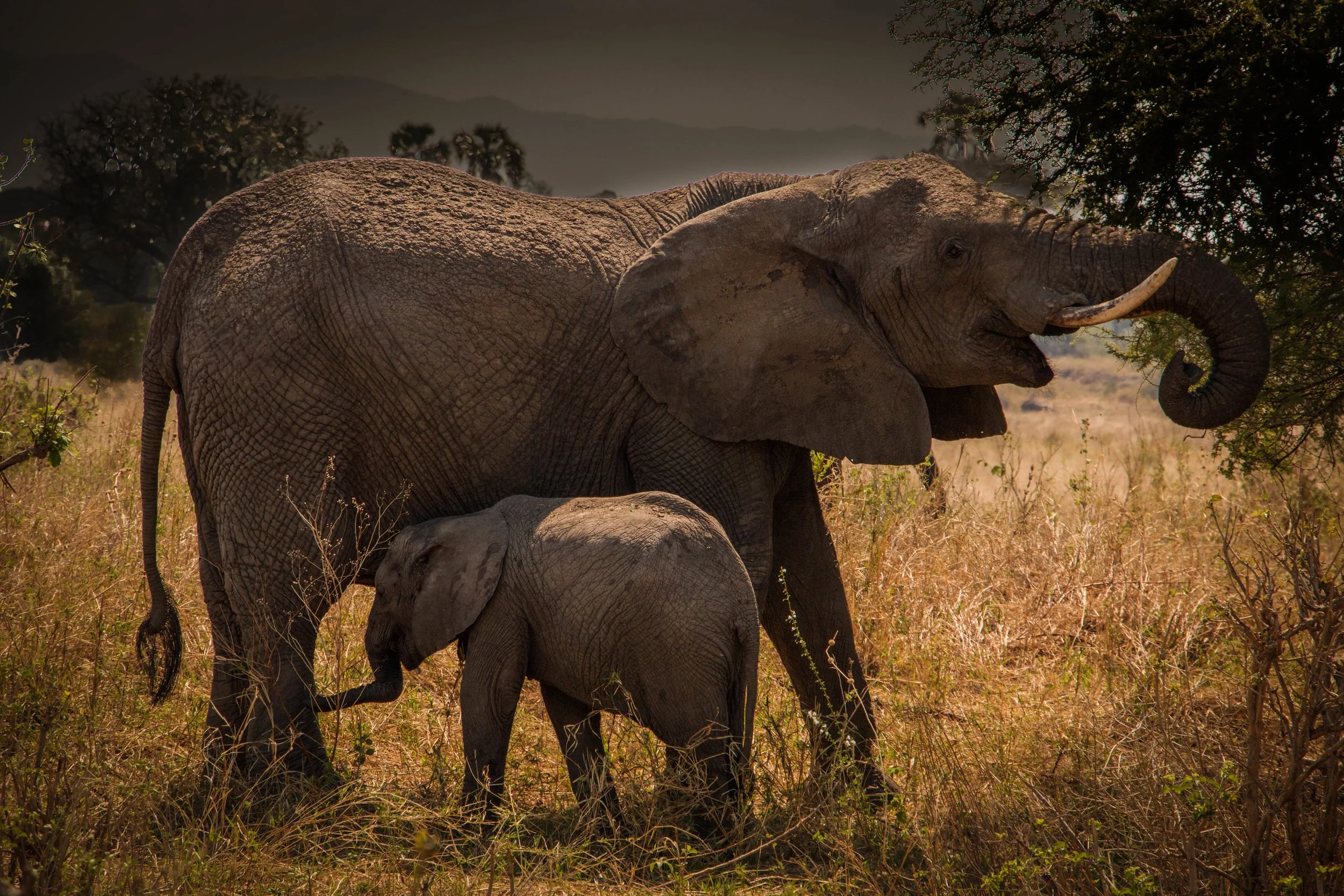 Elephant mama baby.jpeg