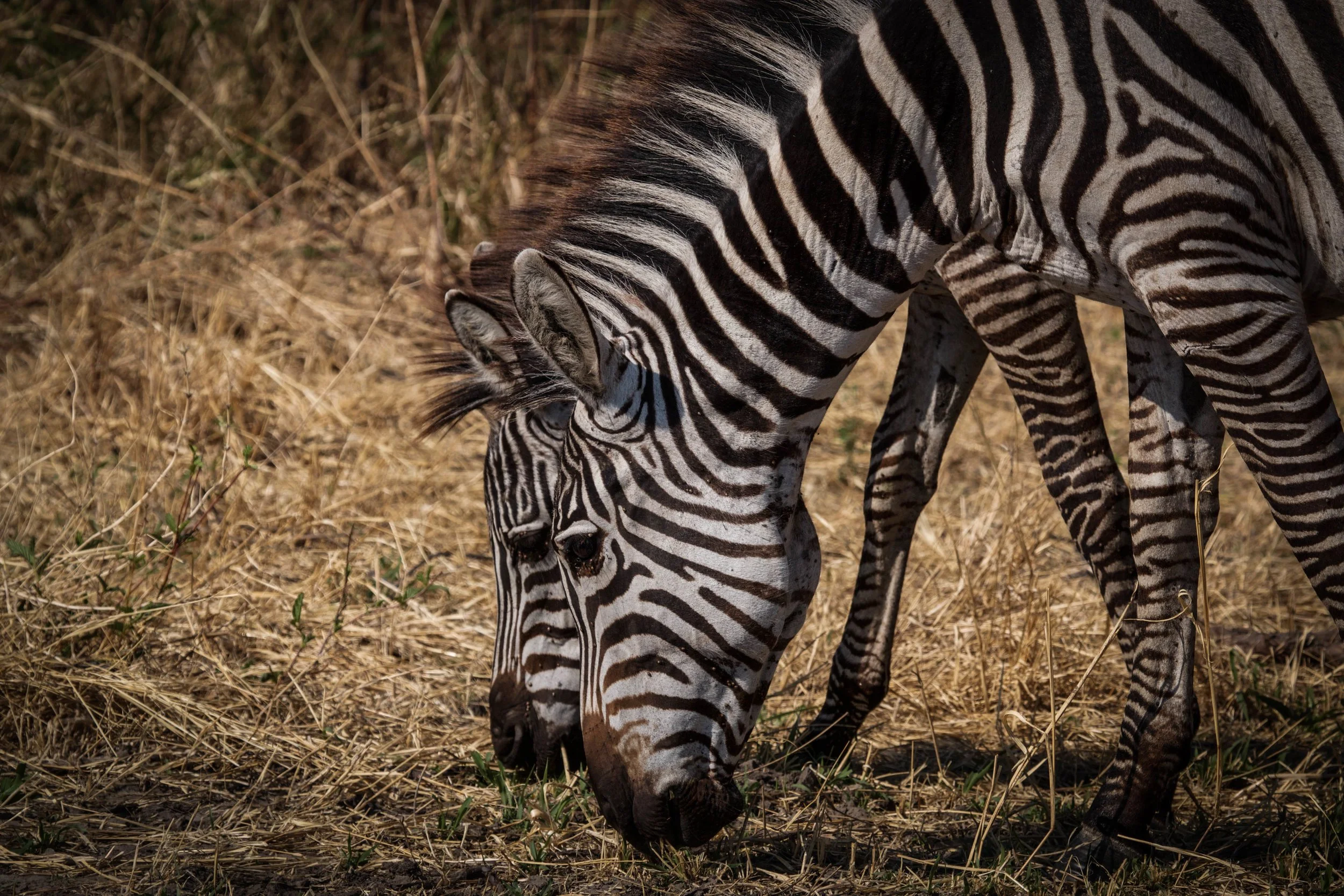 Zebra 2 grass.jpeg