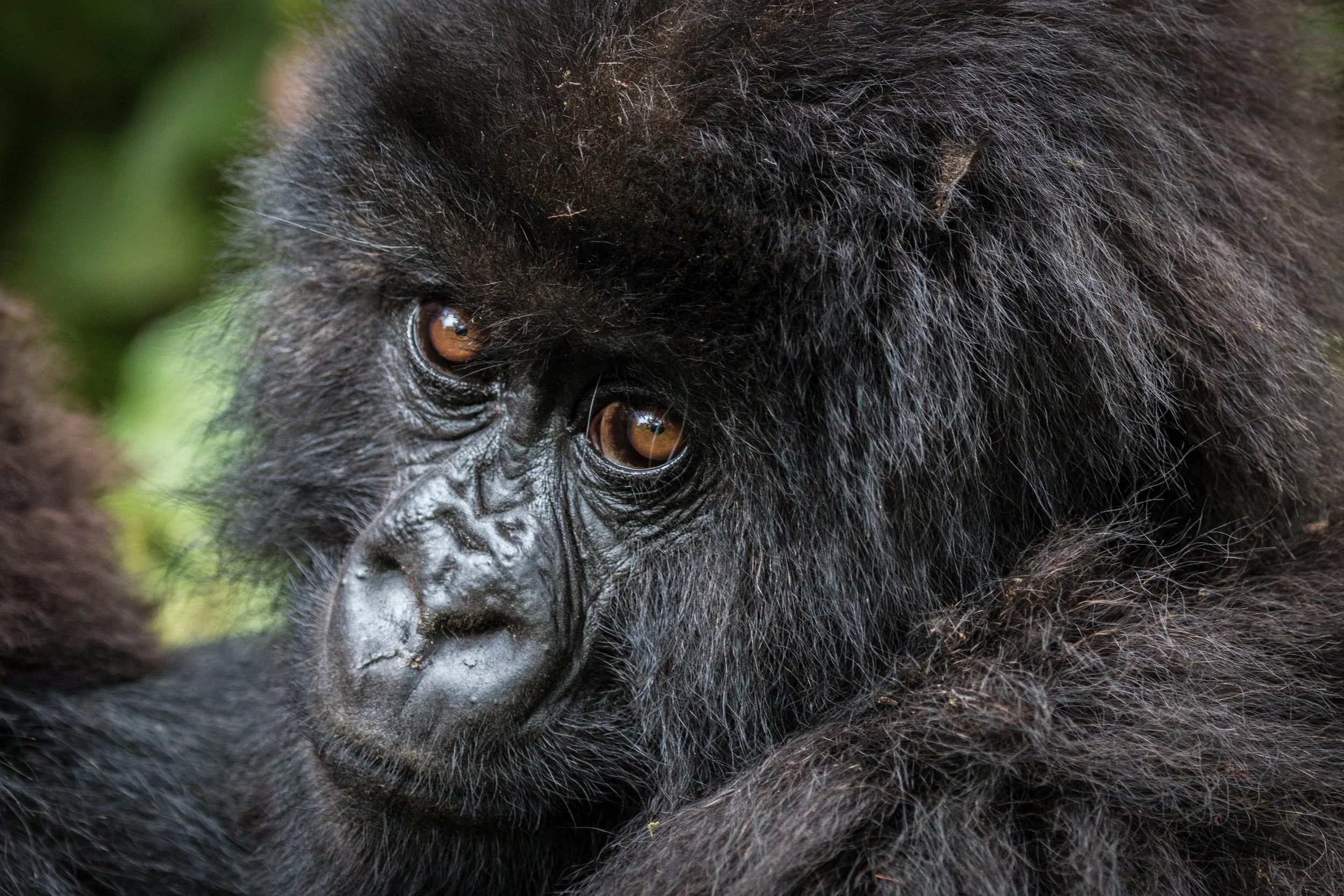 Gorilla baby eyes.jpeg
