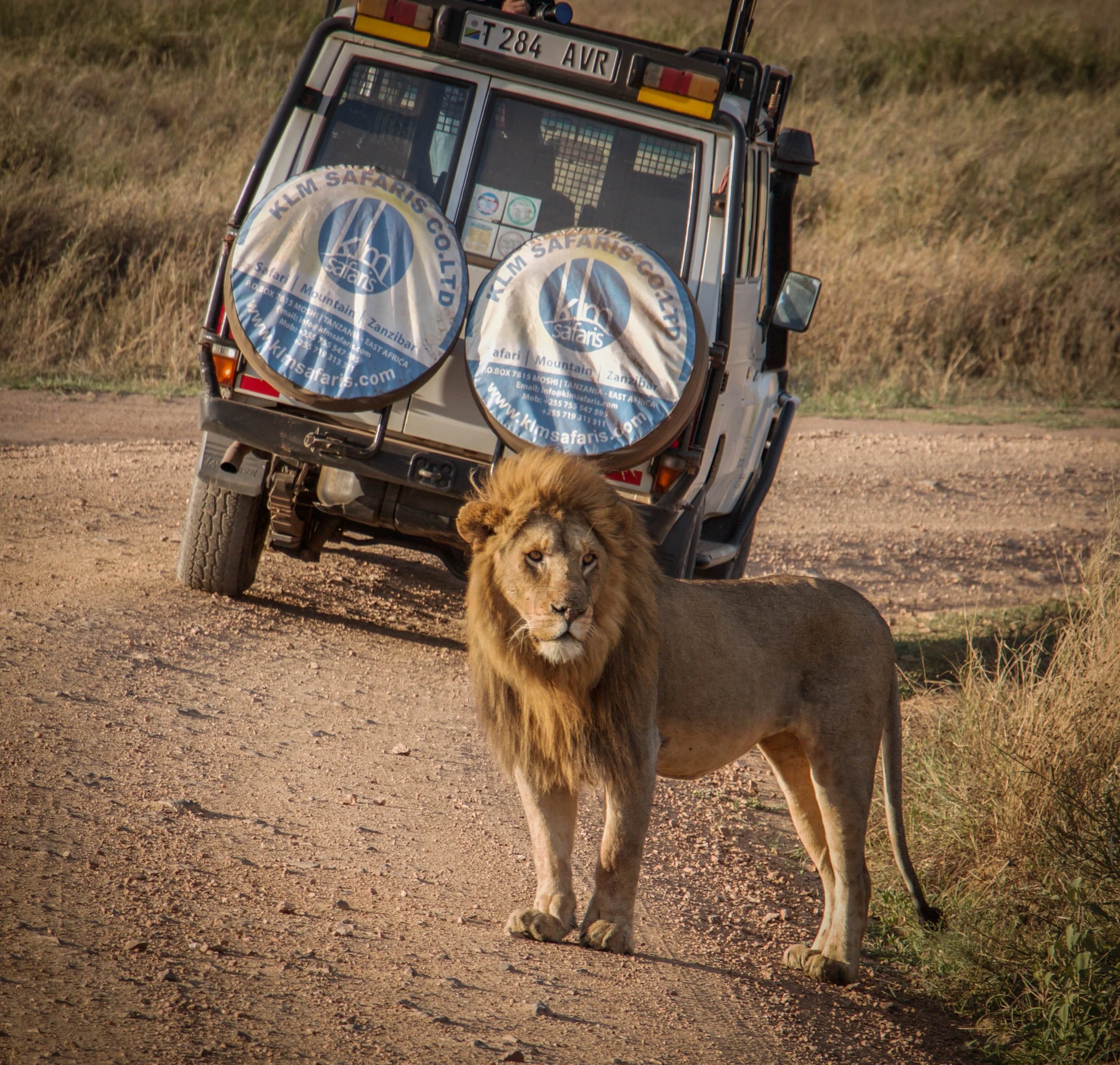 Lion Land Cursier .jpeg