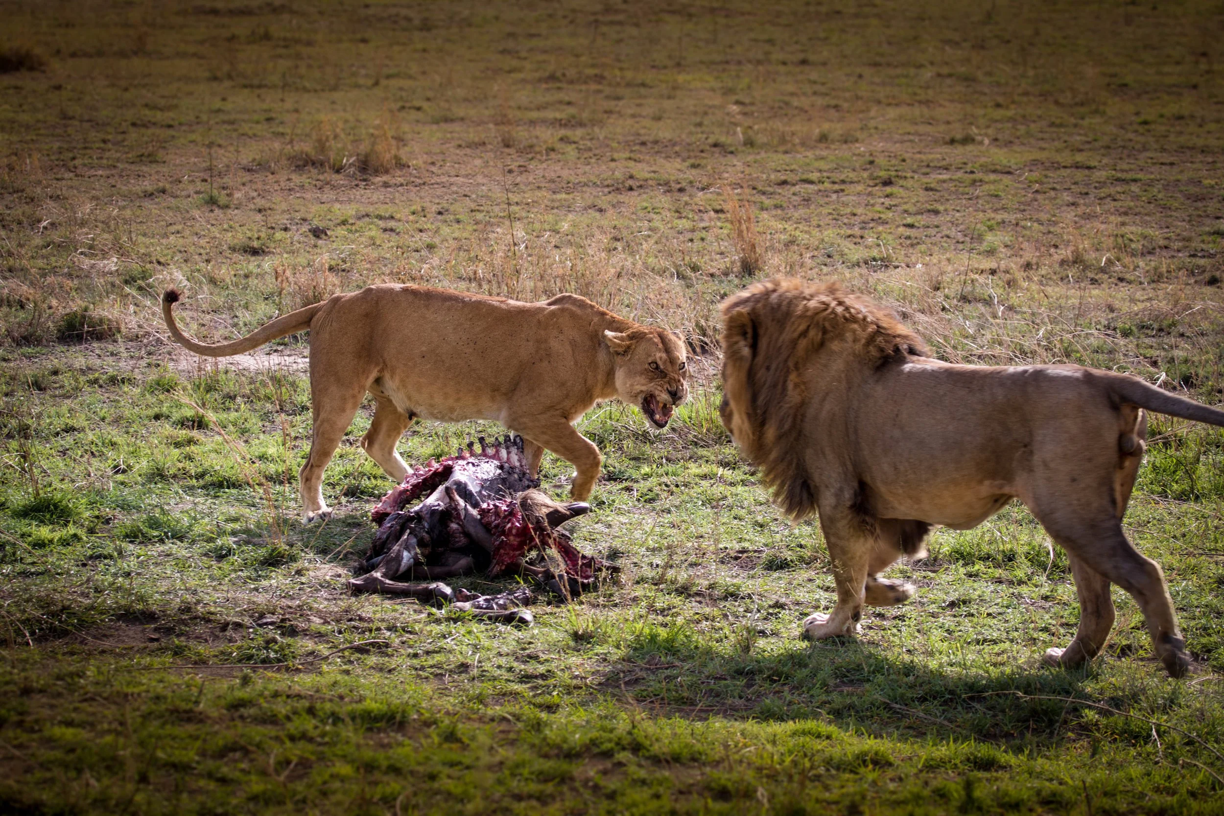 Lion fight.jpeg