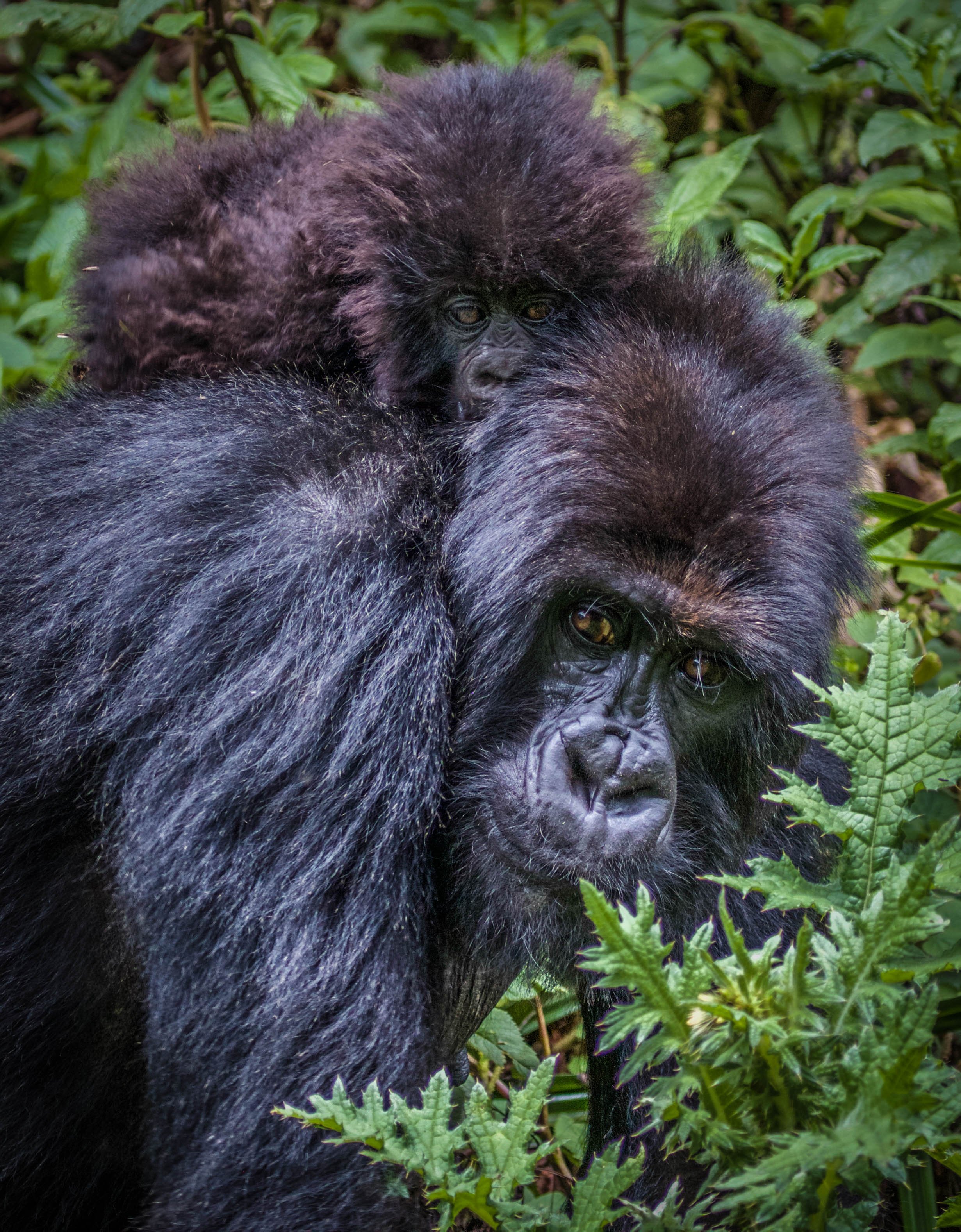 Gorilla and baby.jpeg