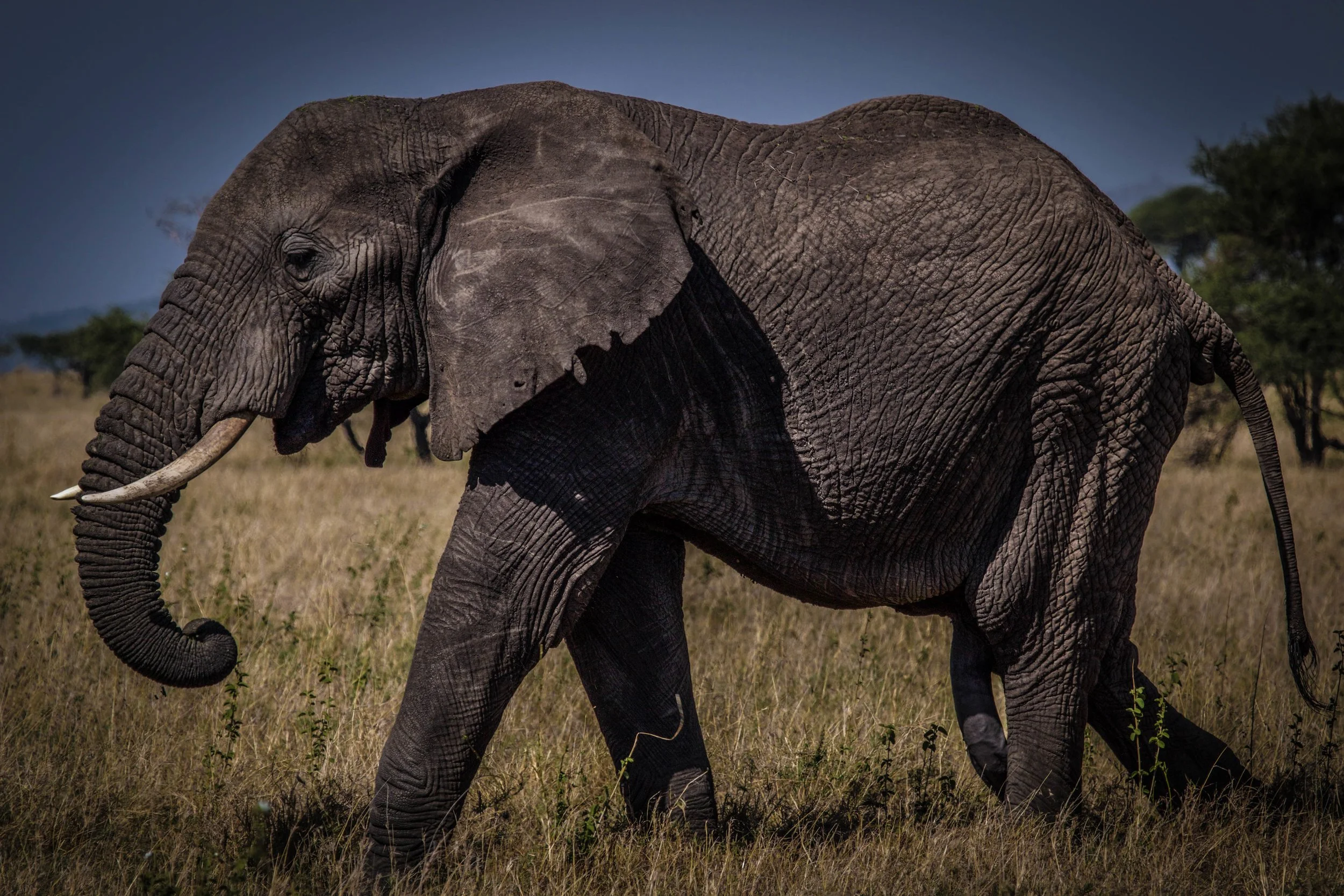 Elephant Large old.jpeg