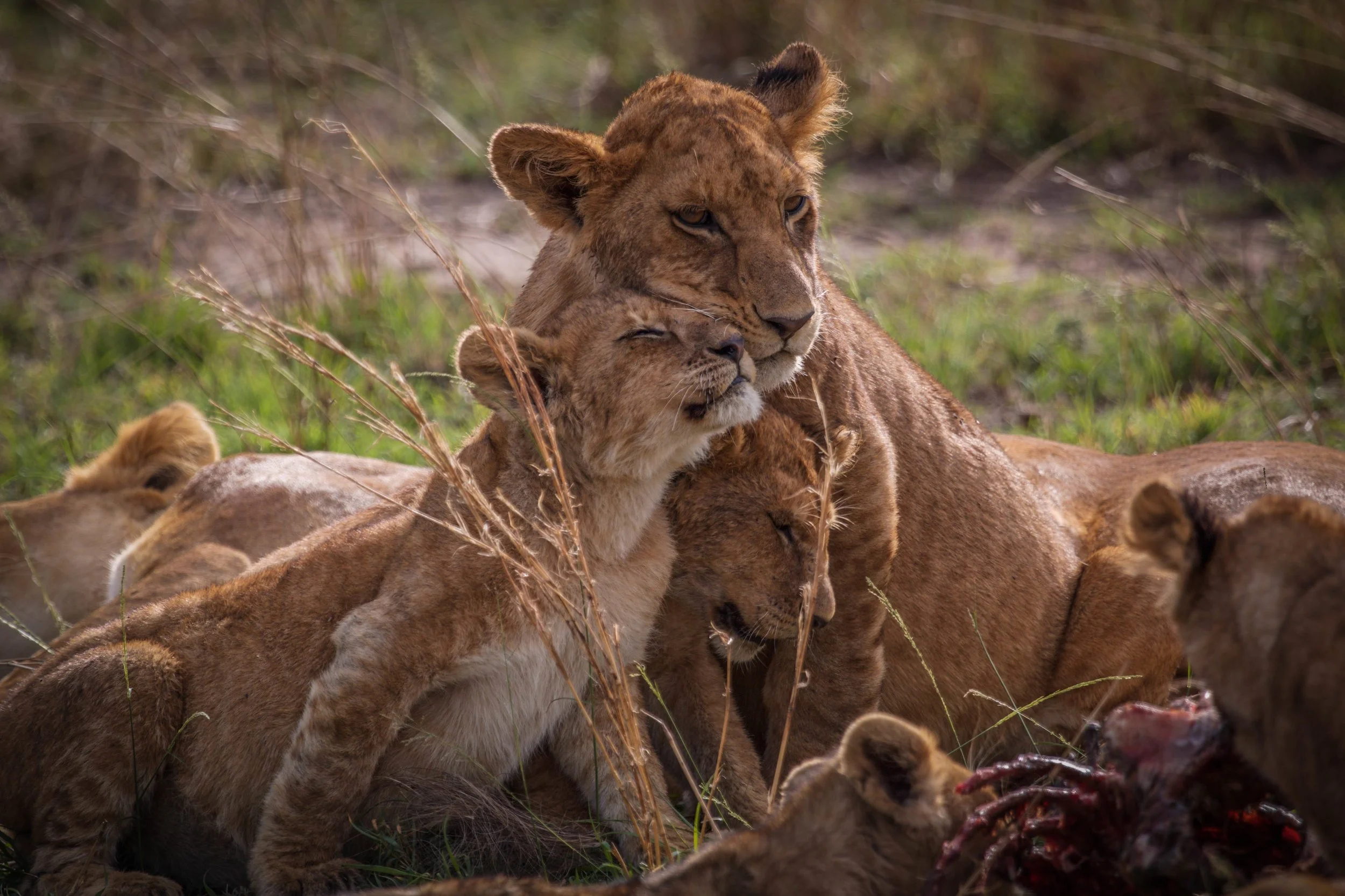 Lioness and babies.jpeg