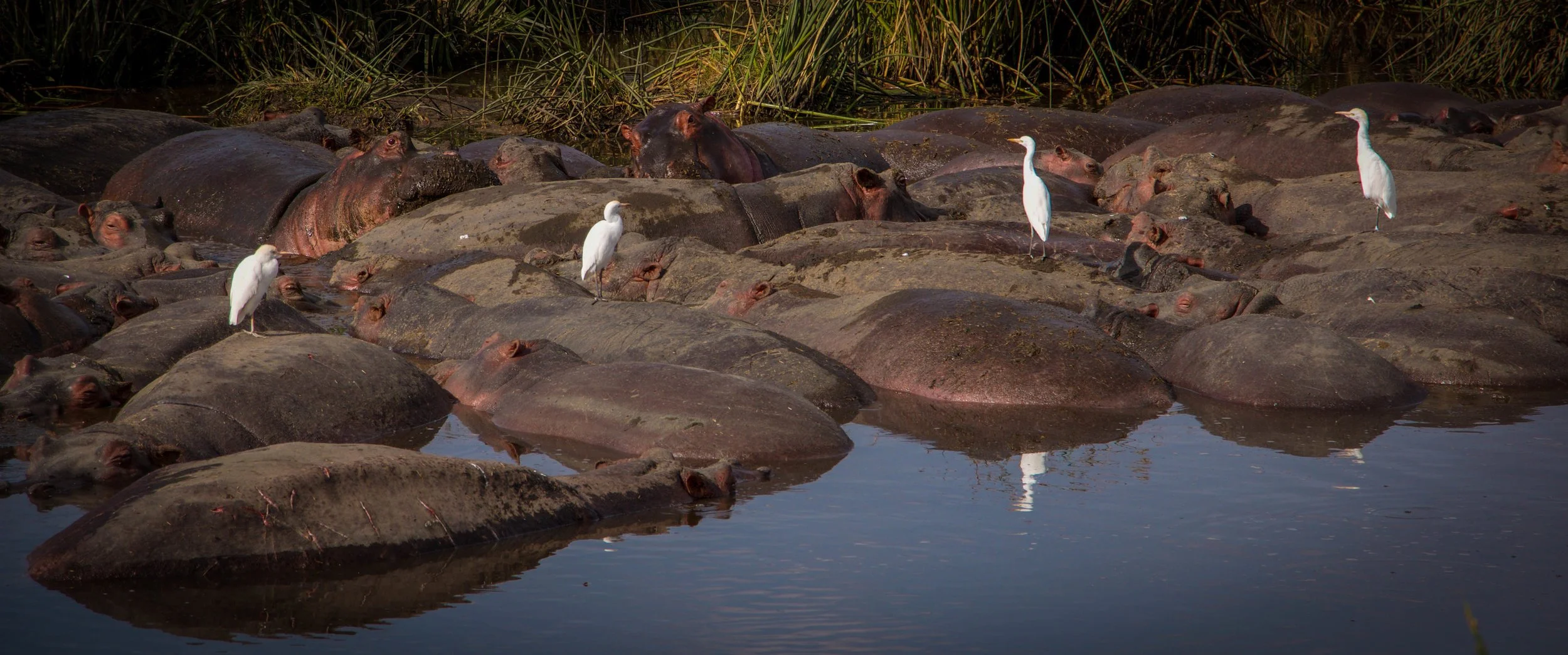 Hippos birds.jpeg